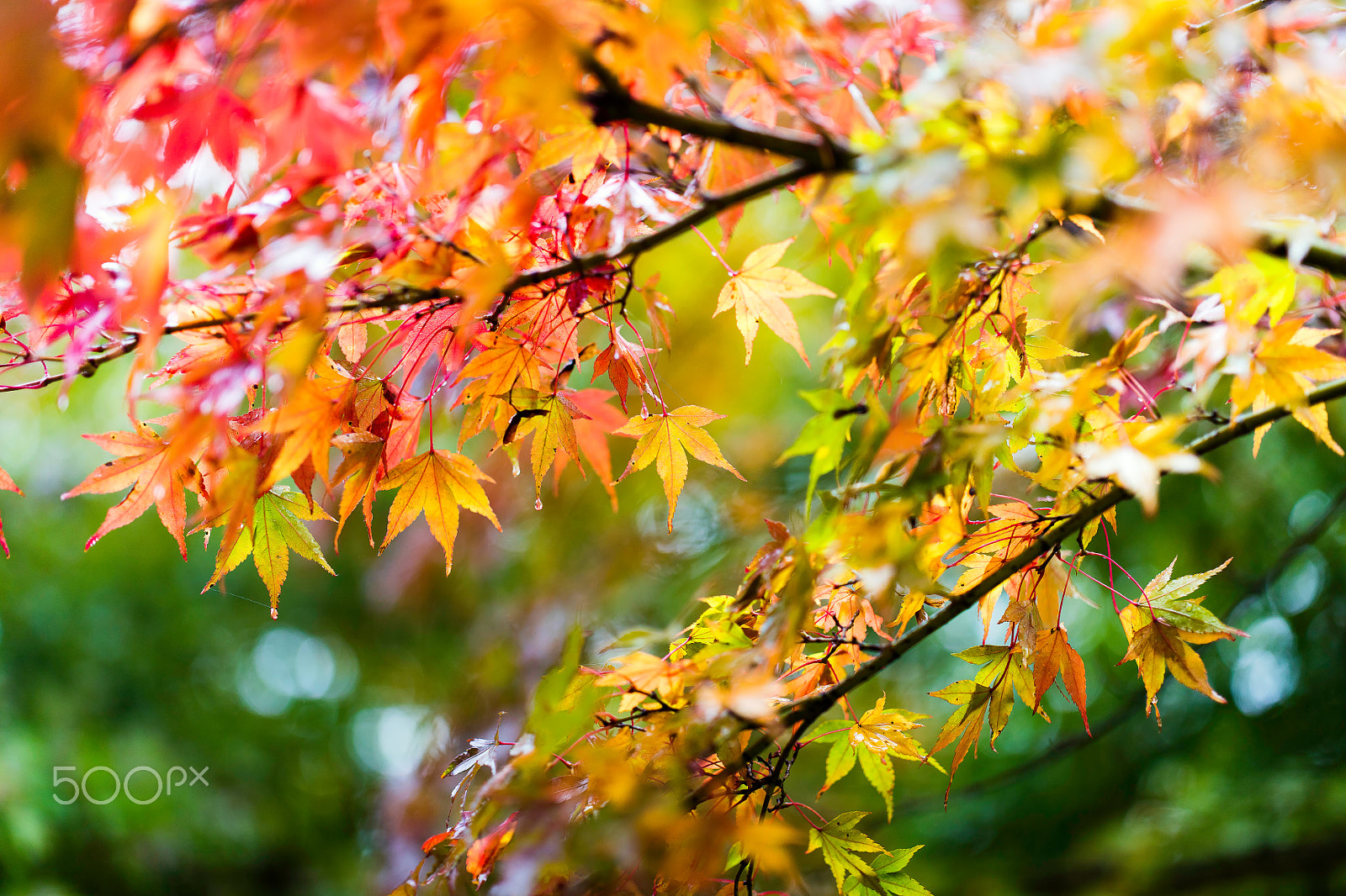 Canon EOS 5DS R + ZEISS Otus 55mm F1.4 sample photo. After the rain photography