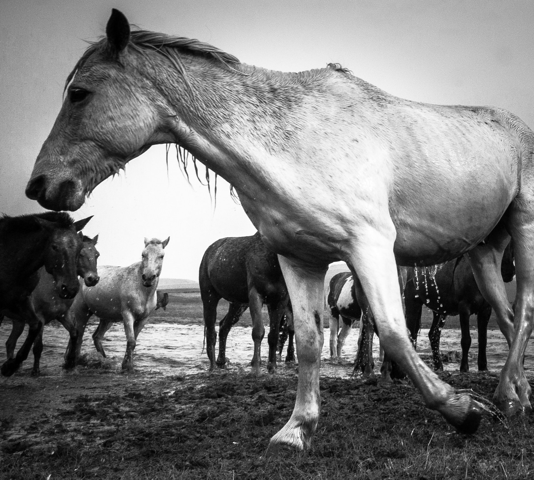 Sony Alpha NEX-5R + Sony E 16mm F2.8 sample photo. Horses photography