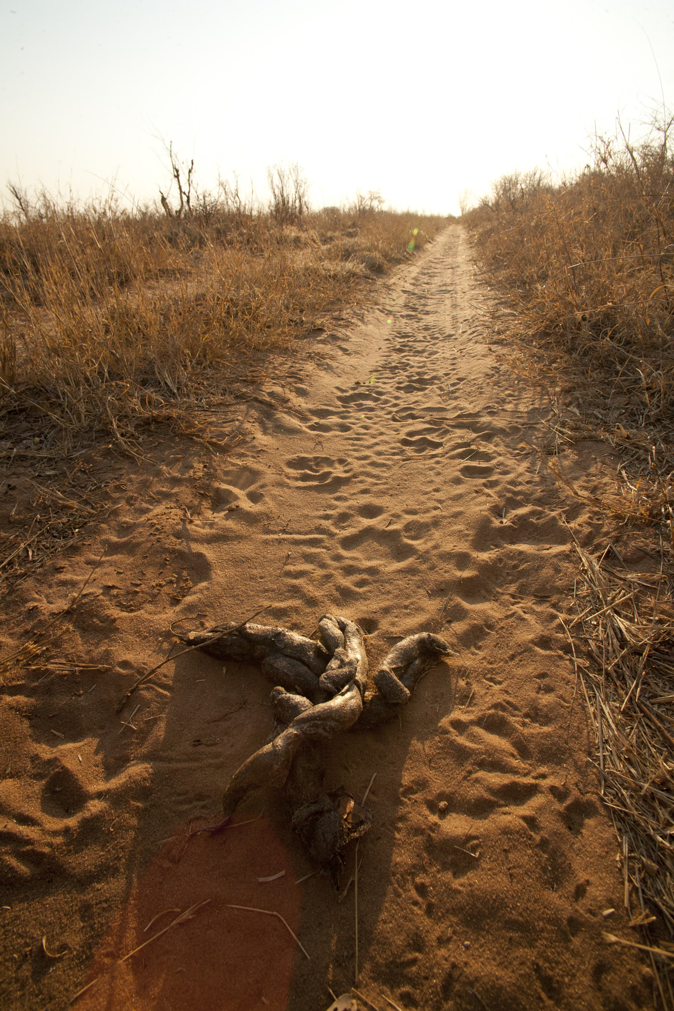 Canon EOS 5D + Canon EF 28mm F2.8 sample photo. All roads lead to lions photography