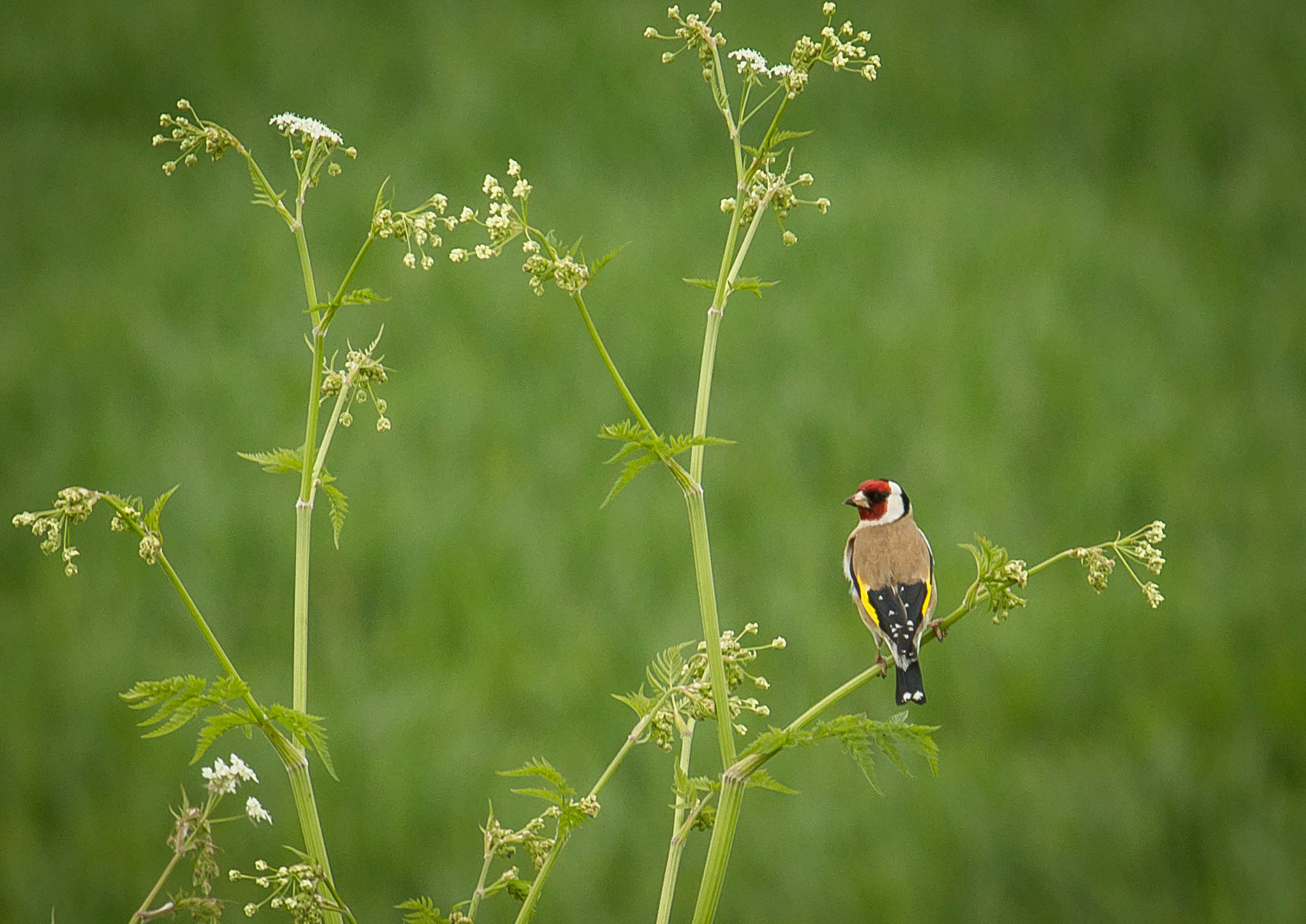 Canon EF 100-400mm F4.5-5.6L IS USM sample photo. Posing goldfinch photography