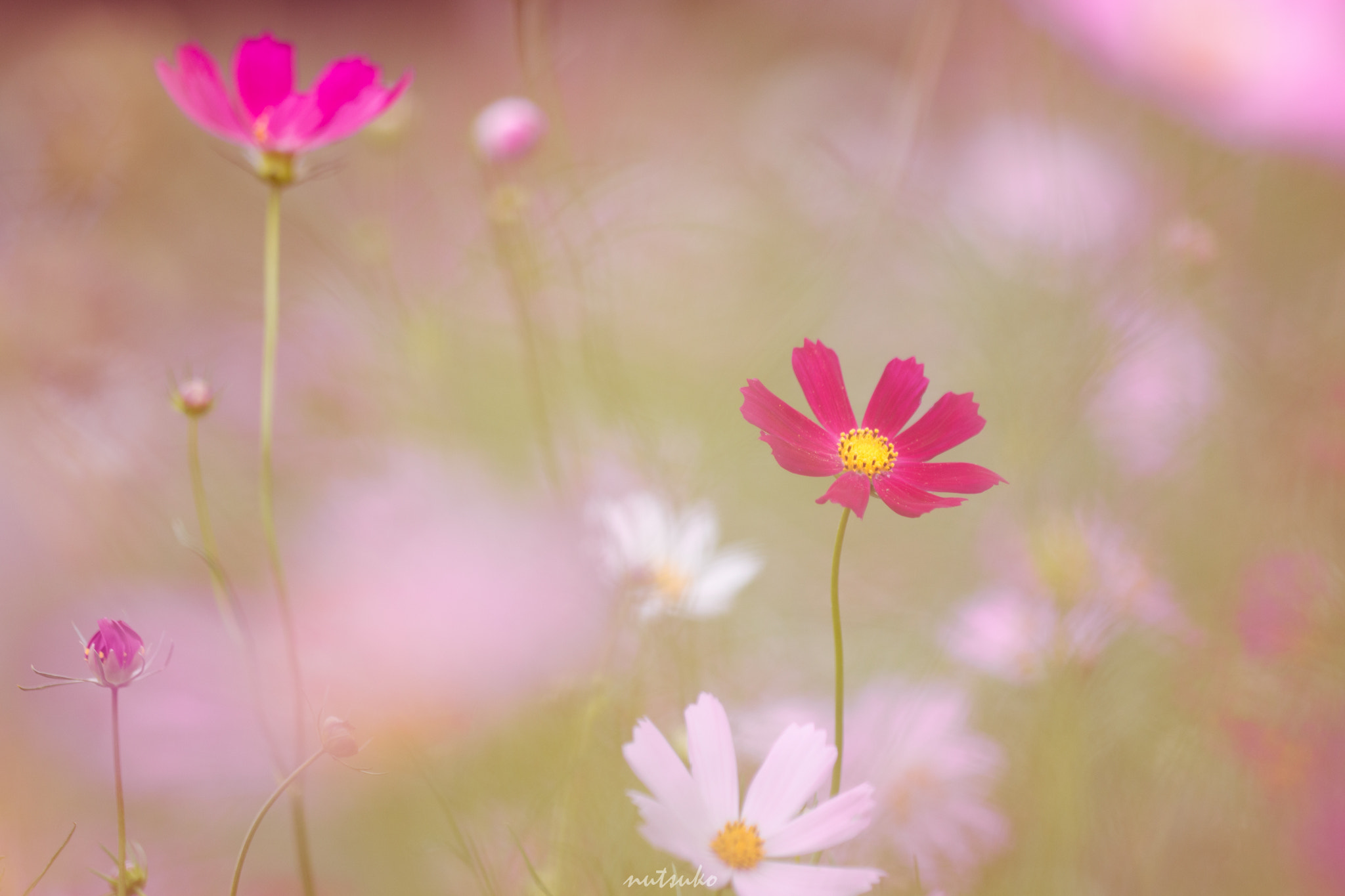 Sigma APO Macro 150mm f/2.8 EX DG HSM sample photo. Cosmos softly photography