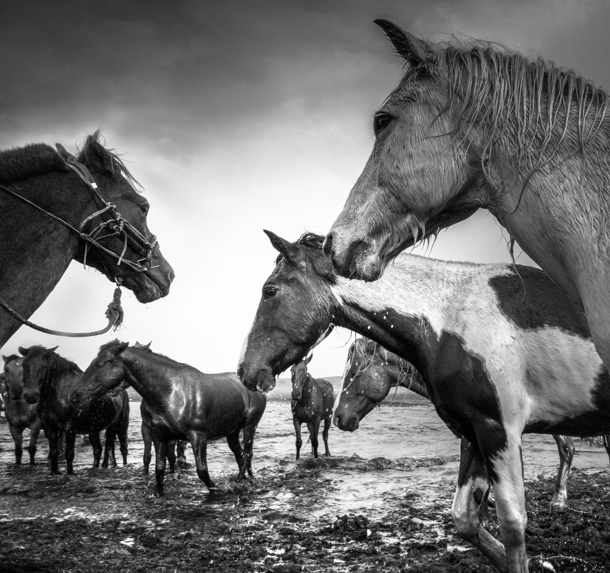 Sony Alpha NEX-5R + Sony E 16mm F2.8 sample photo. Horses photography