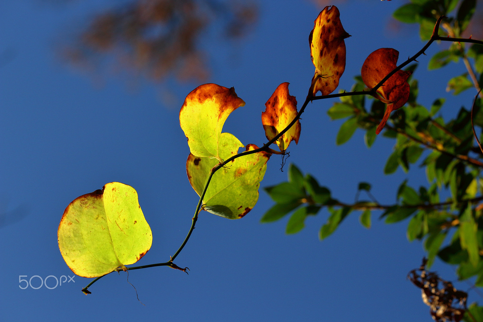 Canon EOS 100D (EOS Rebel SL1 / EOS Kiss X7) sample photo. Aging photography