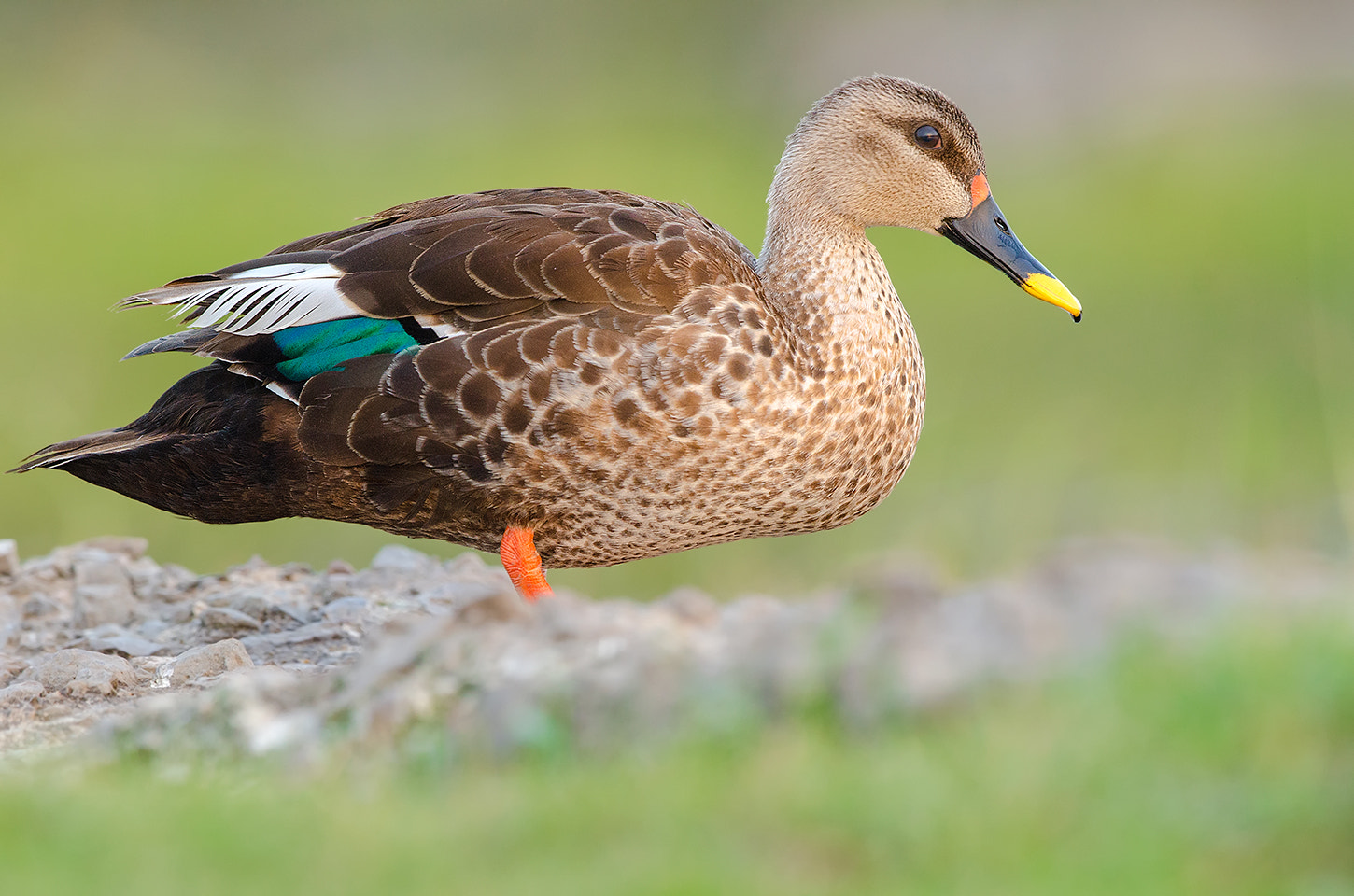 Nikon D7000 + Nikon AF-S Nikkor 500mm F4G ED VR sample photo. Spotbill drake photography