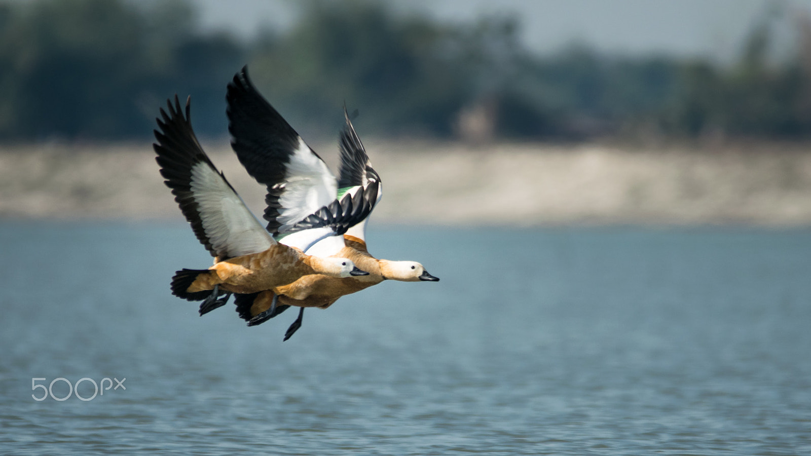 Nikon D3300 + Sigma 150-500mm F5-6.3 DG OS HSM sample photo. Ruddy shelduck photography