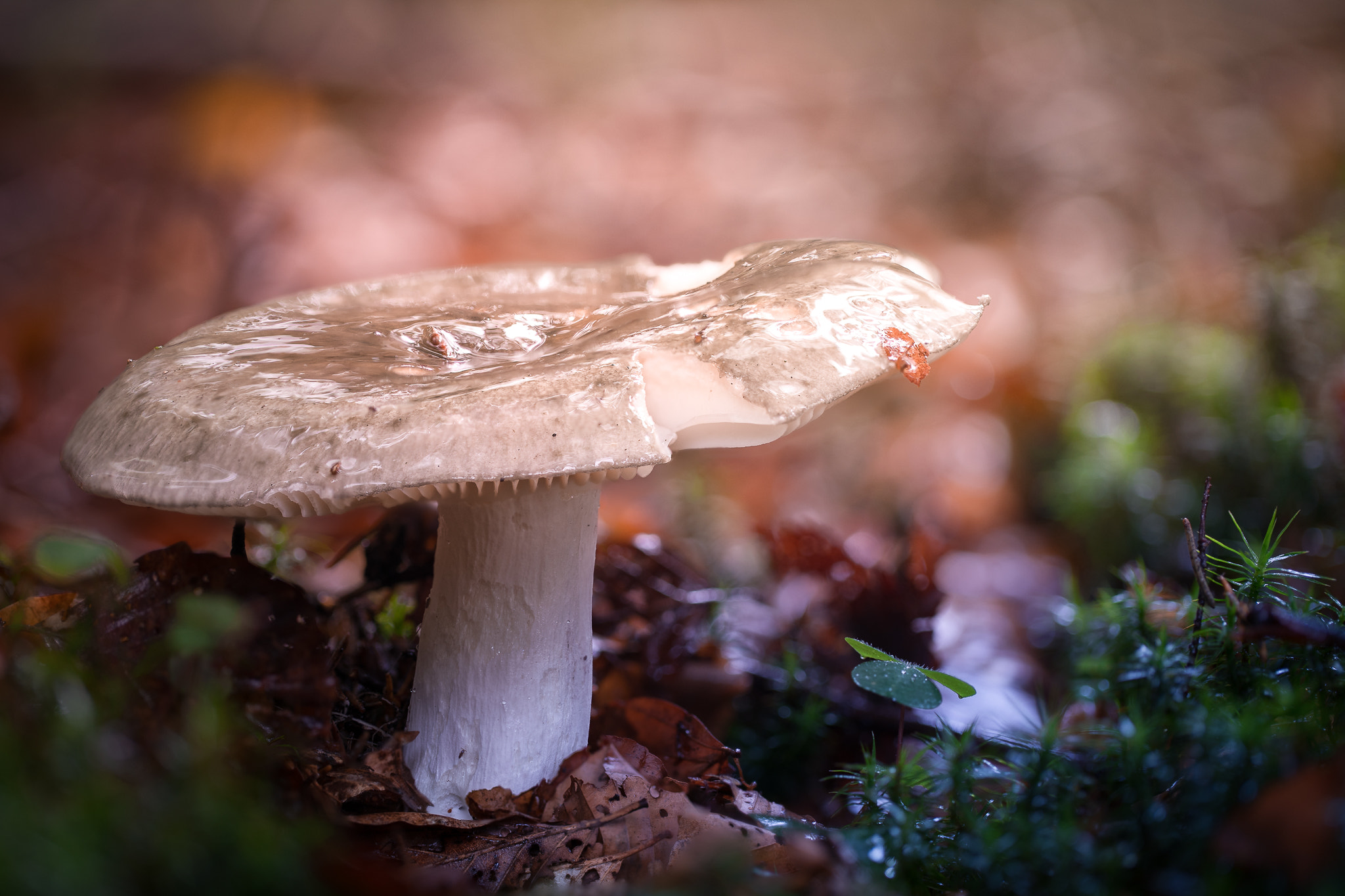100mm F2.8 G SSM OSS sample photo. Beautifull small world ... photography