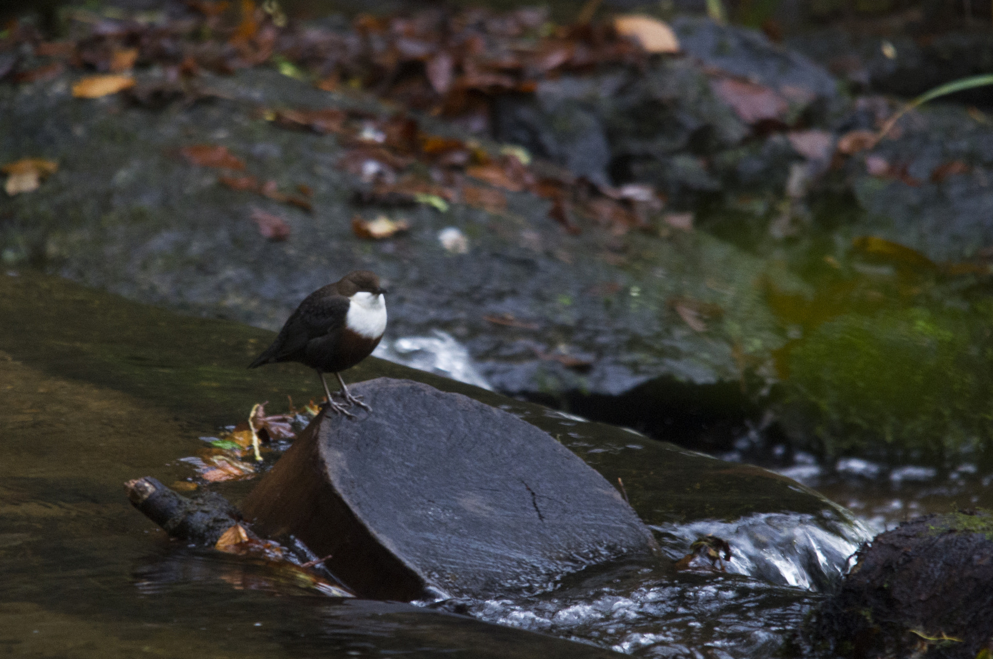 Pentax K-x sample photo. Dipper photography
