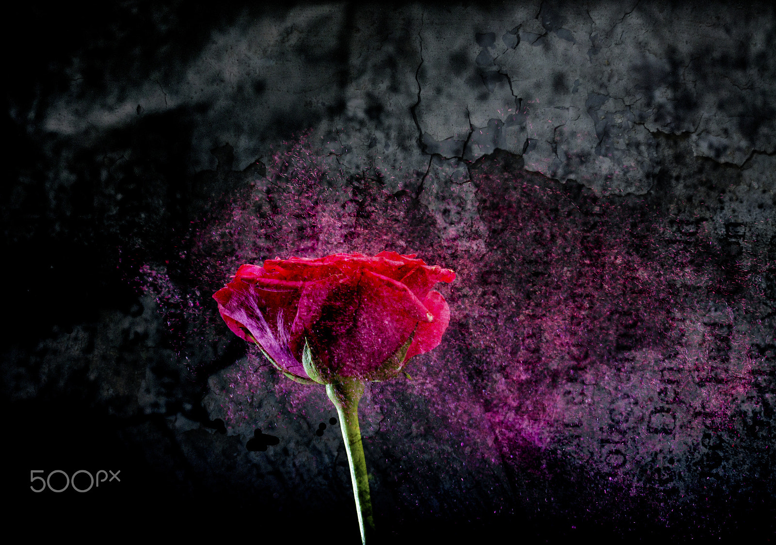 Canon EOS 50D + Canon EF 100mm F2.8 Macro USM sample photo. The poet's vase #1 photography