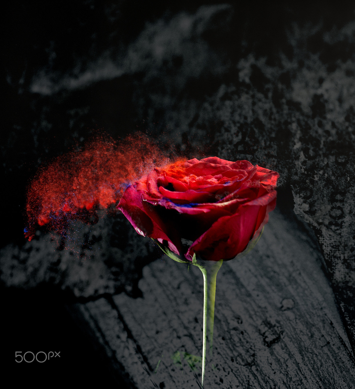 Canon EOS 50D + Canon EF 100mm F2.8 Macro USM sample photo. The poet's vase #2 photography