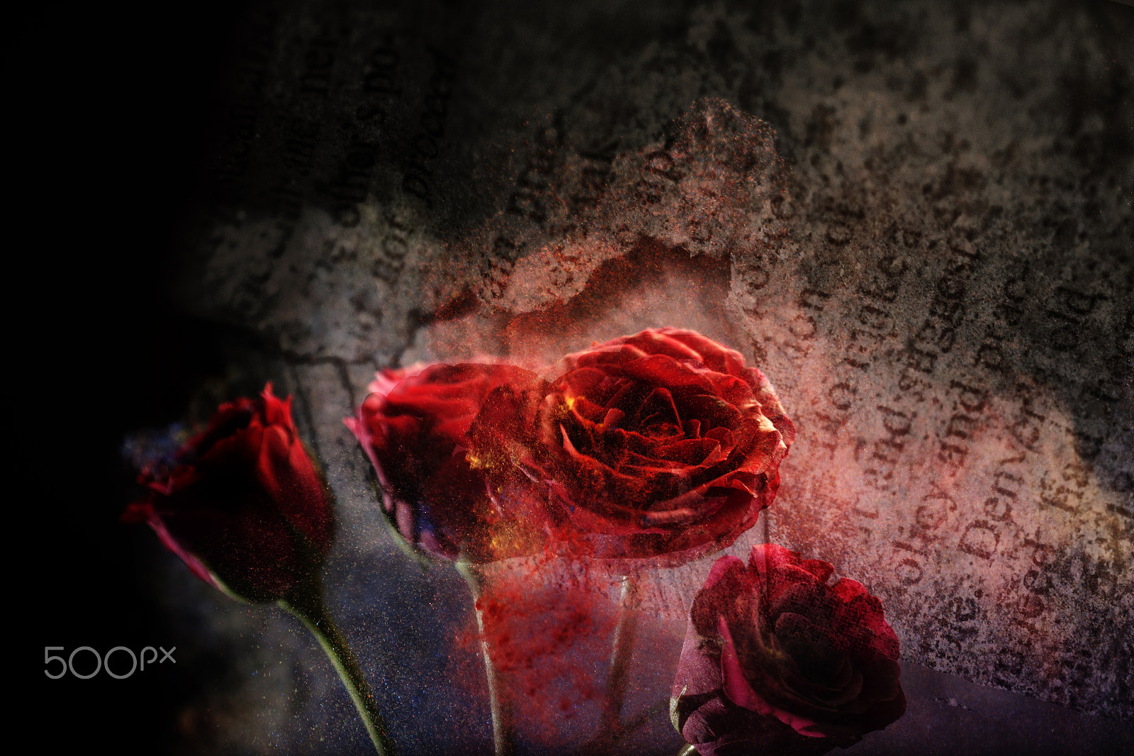 Canon EOS 50D + Canon EF 100mm F2.8 Macro USM sample photo. The poet's vase #4 photography