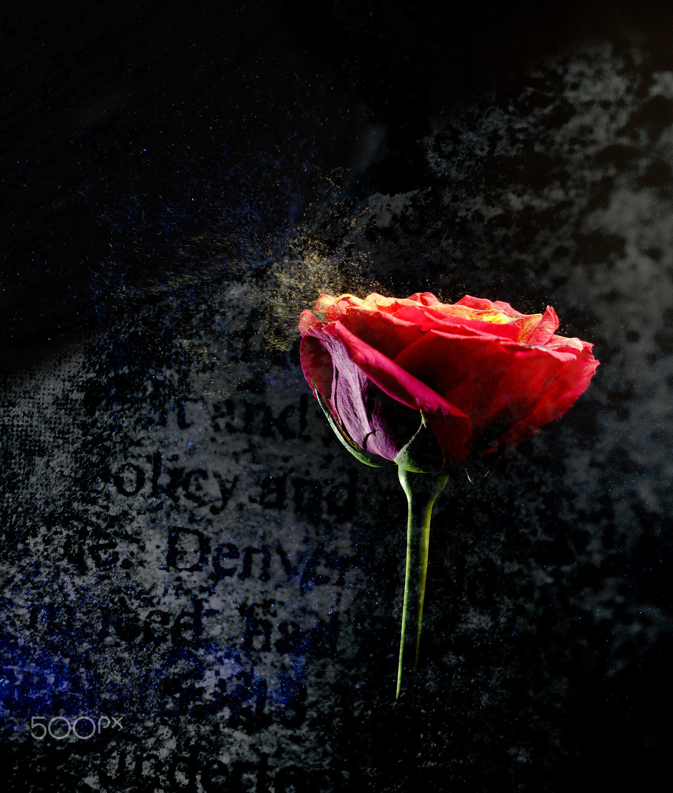 Canon EOS 50D + Canon EF 100mm F2.8 Macro USM sample photo. The poet's vase #3 photography