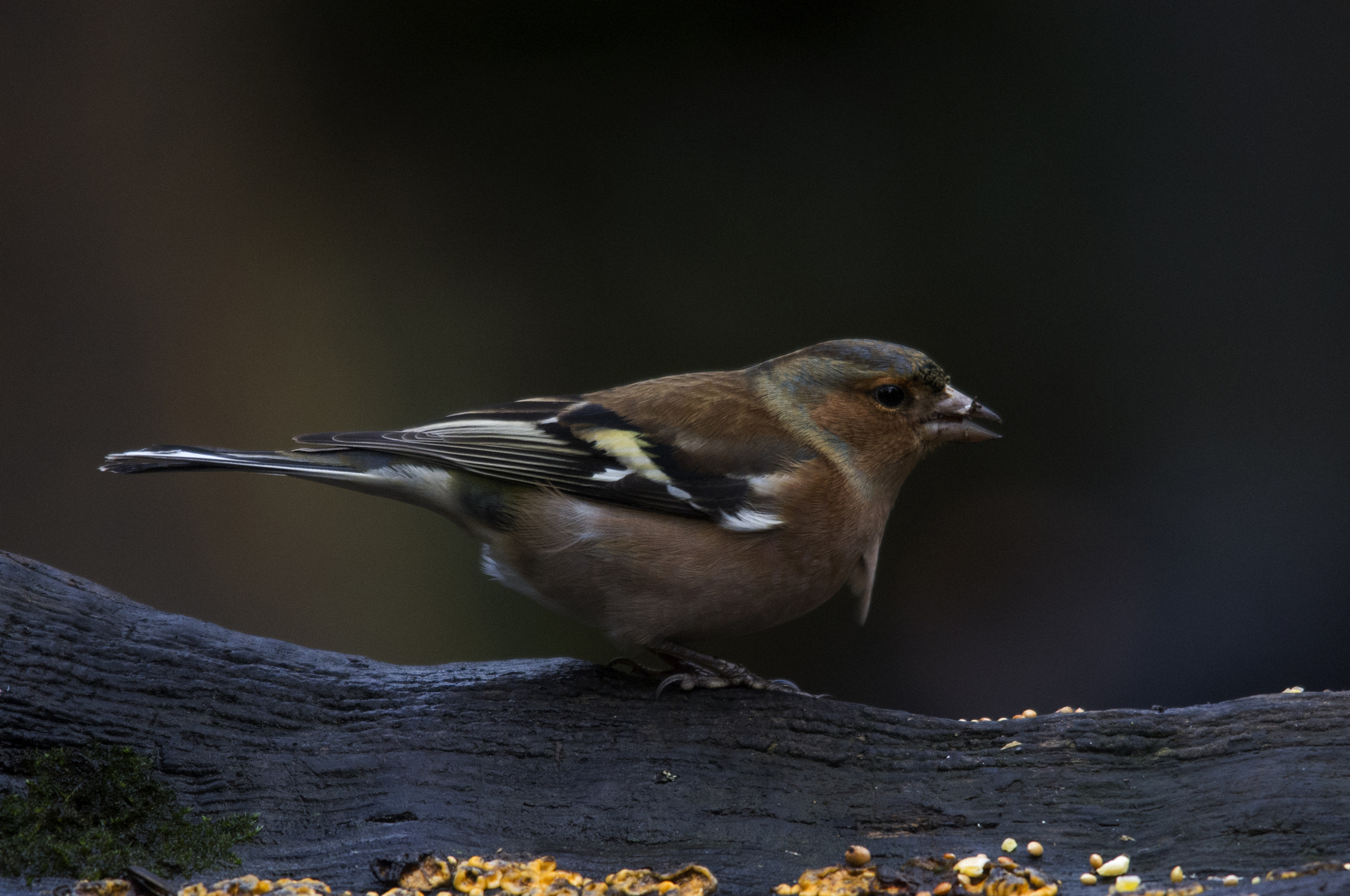 Pentax K-x + Sigma 150-500mm F5-6.3 DG OS HSM sample photo. Chaffinch photography