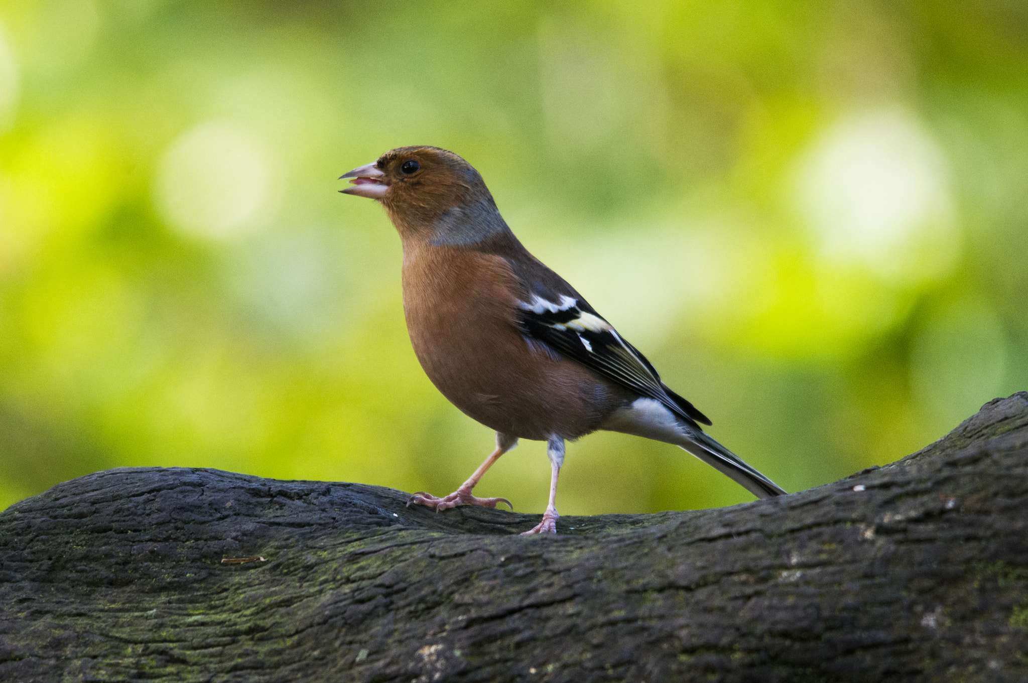 Pentax K-x sample photo. Chaffinch photography