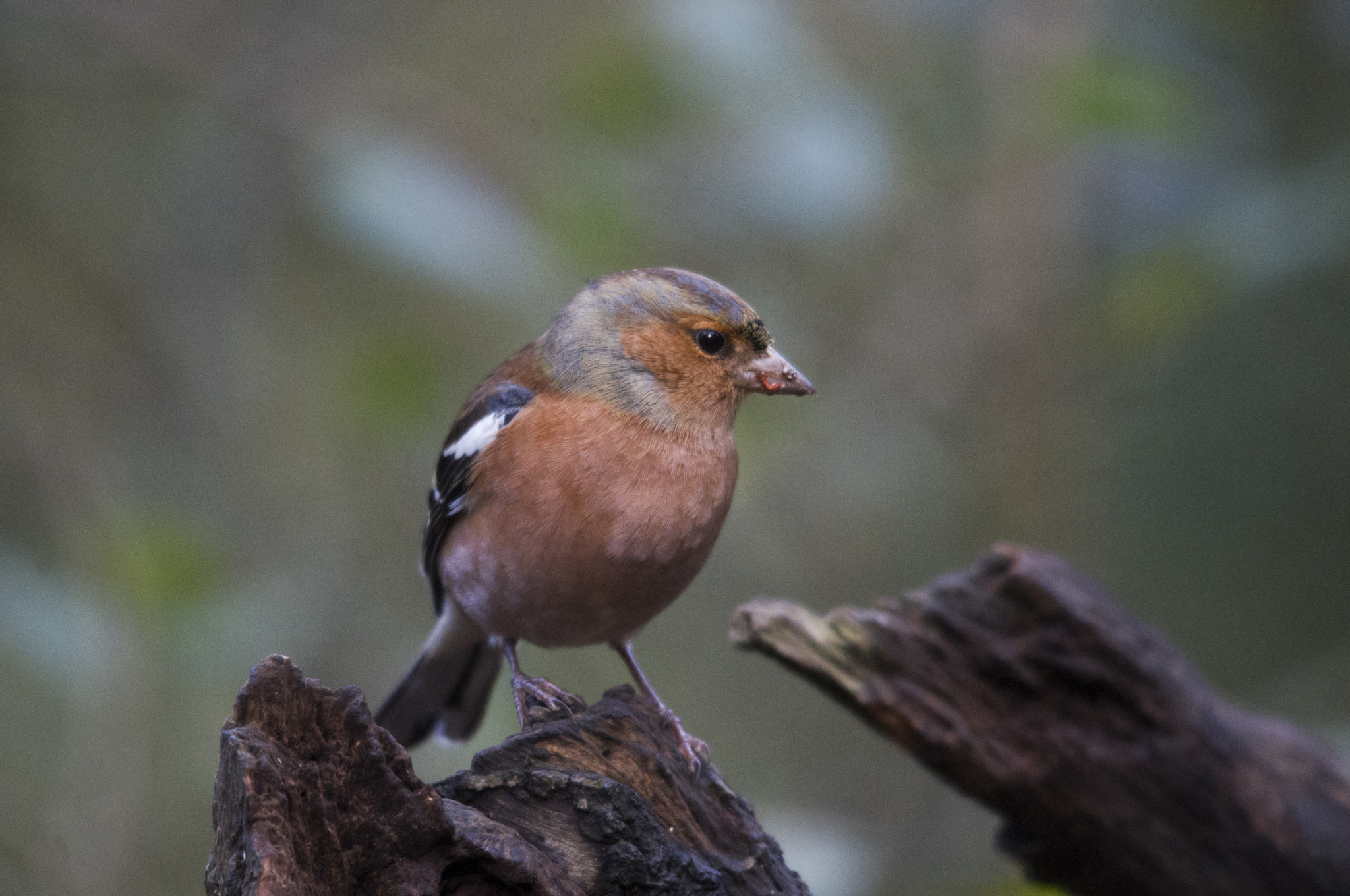 Pentax K-x + Sigma 150-500mm F5-6.3 DG OS HSM sample photo. Chaffinch photography