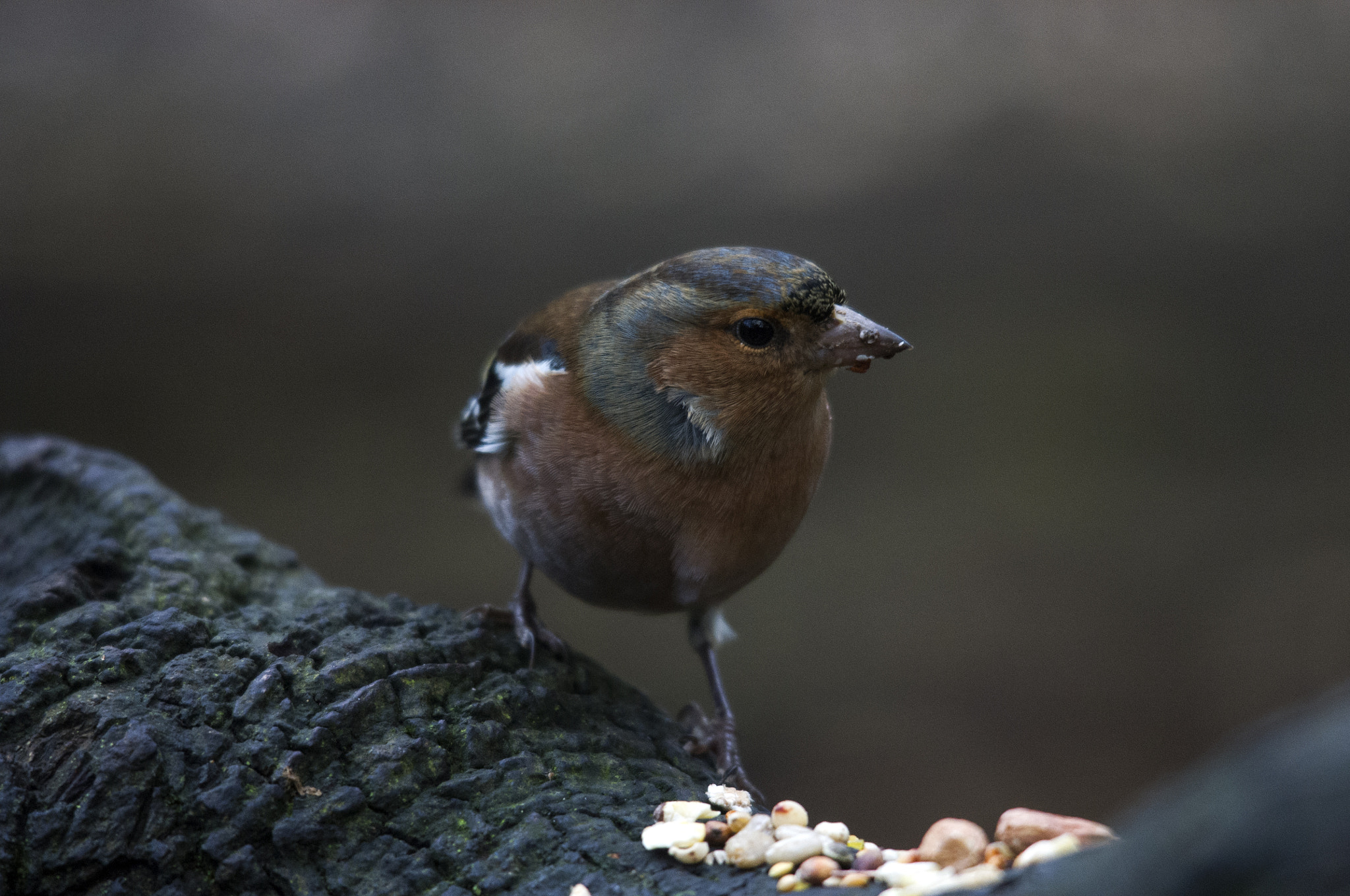 Pentax K-x + Sigma 150-500mm F5-6.3 DG OS HSM sample photo. Chaffinch photography