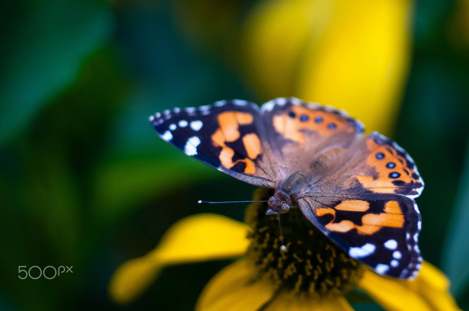 Nikon D300 + AF Micro-Nikkor 55mm f/2.8 sample photo. Good morning! photography