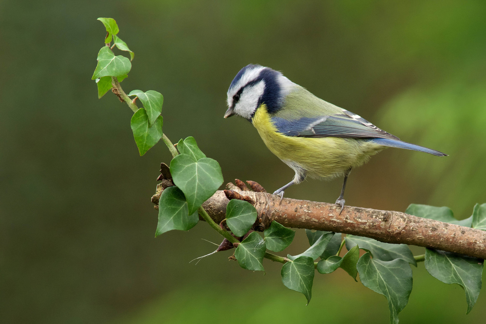 Sony a99 II + Minolta AF 300mm F2.8 HS-APO G sample photo. Blue tit photography