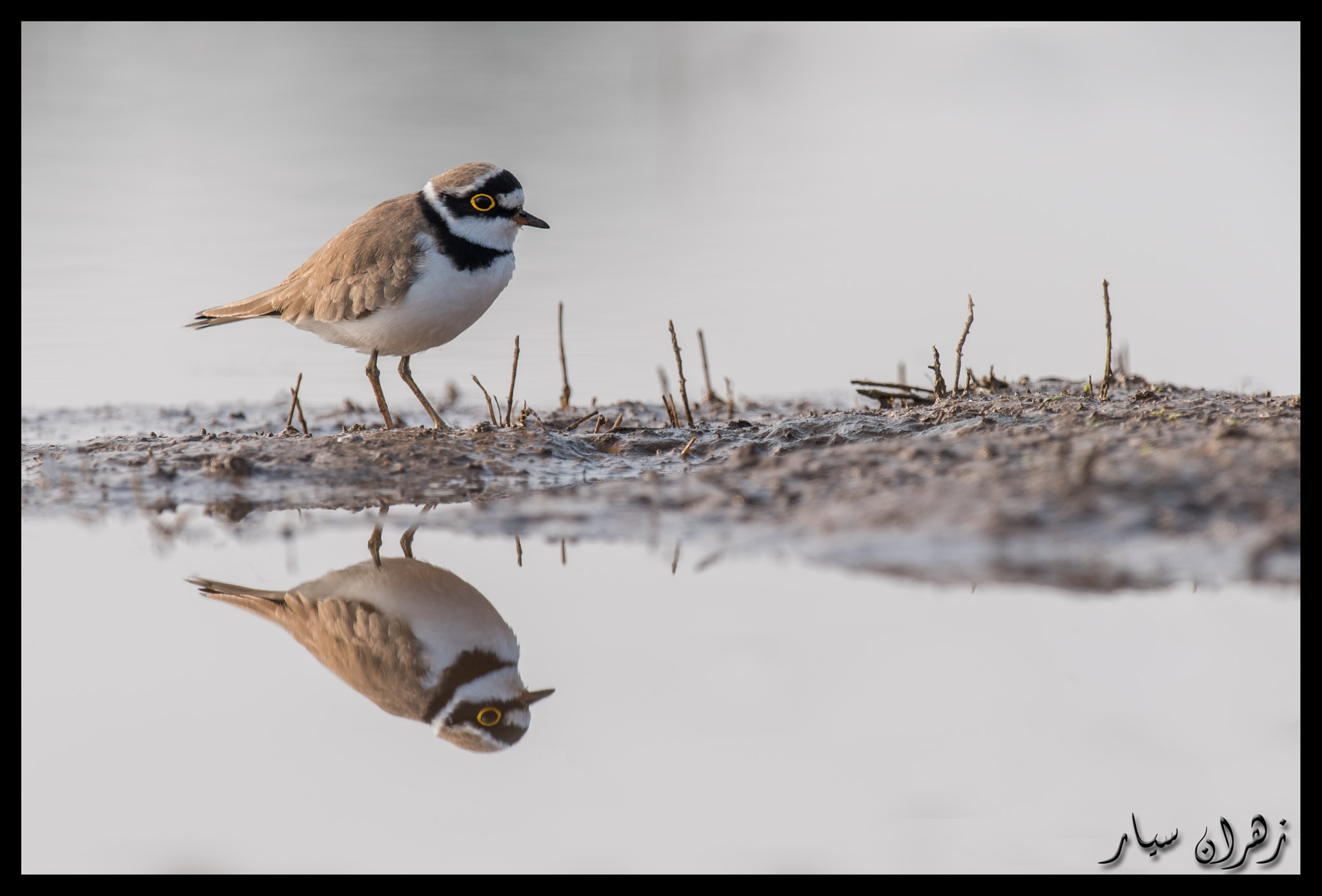 Nikon D750 + Nikon AF-S Nikkor 600mm F4G ED VR sample photo. Mirror mirror ! photography