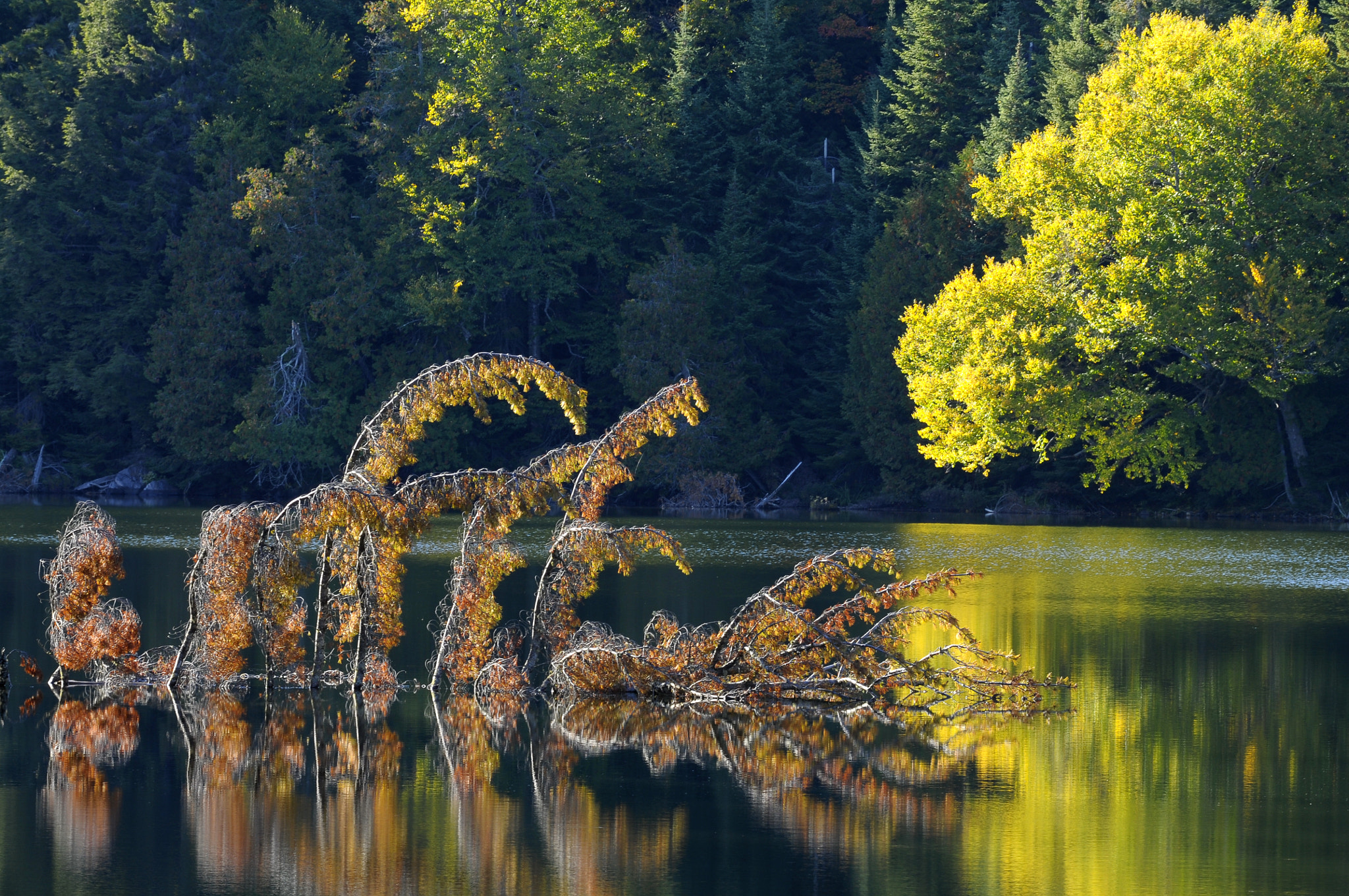 Nikon D300S + Nikon AF Micro-Nikkor 200mm F4D ED-IF sample photo. Reflets sur l'eau, photography