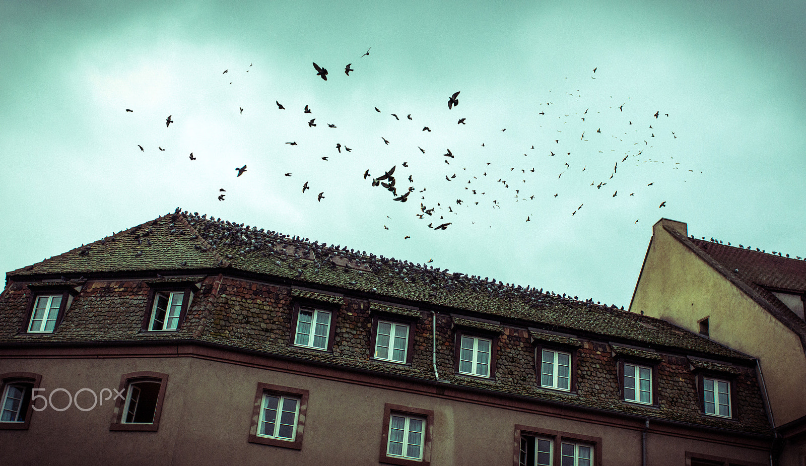 Sony Alpha NEX-7 + Sony 28mm F2.8 sample photo. Volée de pigeons au dessus d'un toit de strasbourg photography