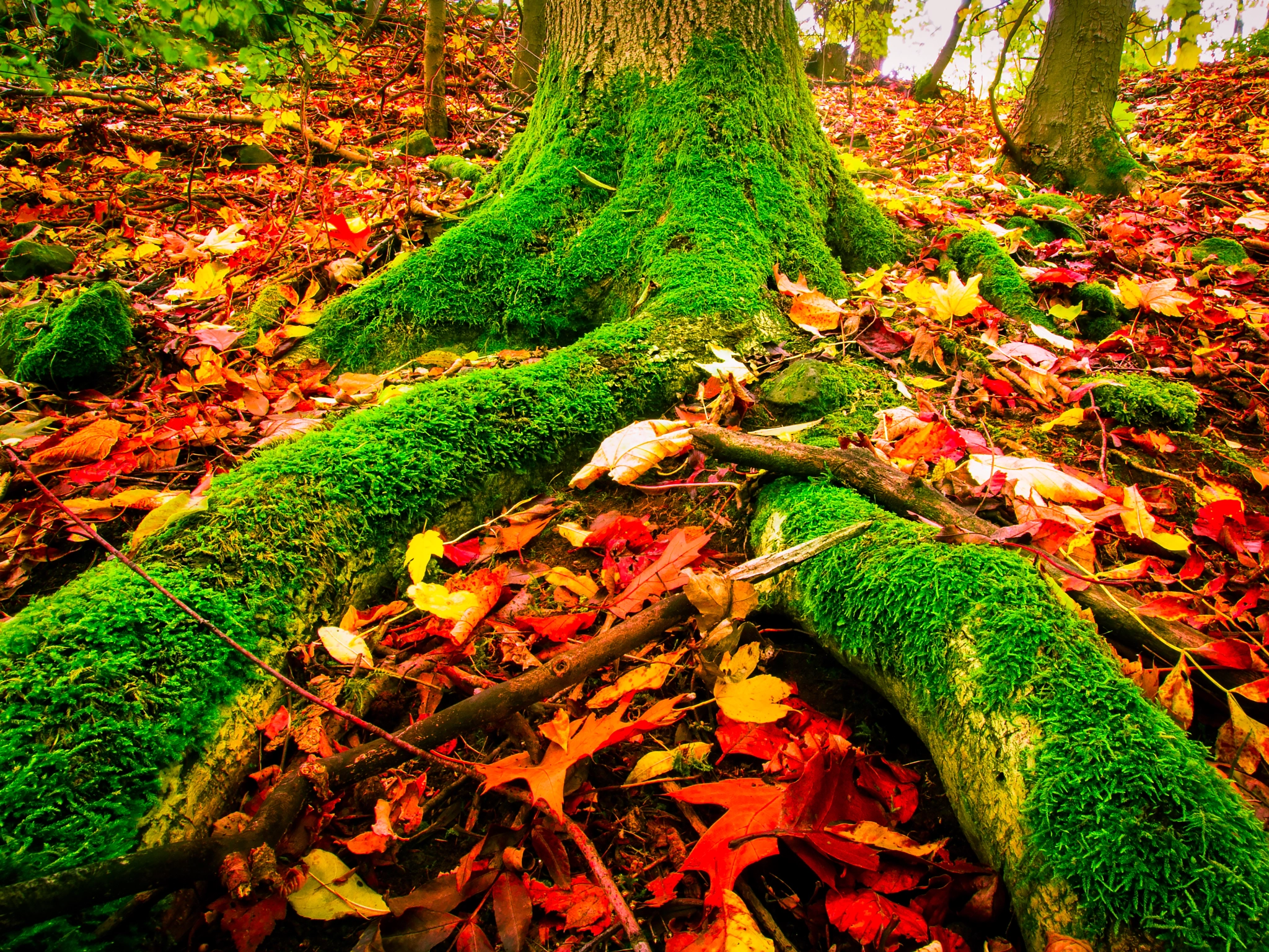 Olympus Zuiko Digital ED 9-18mm F4.0-5.6 sample photo. Autumn forest photography