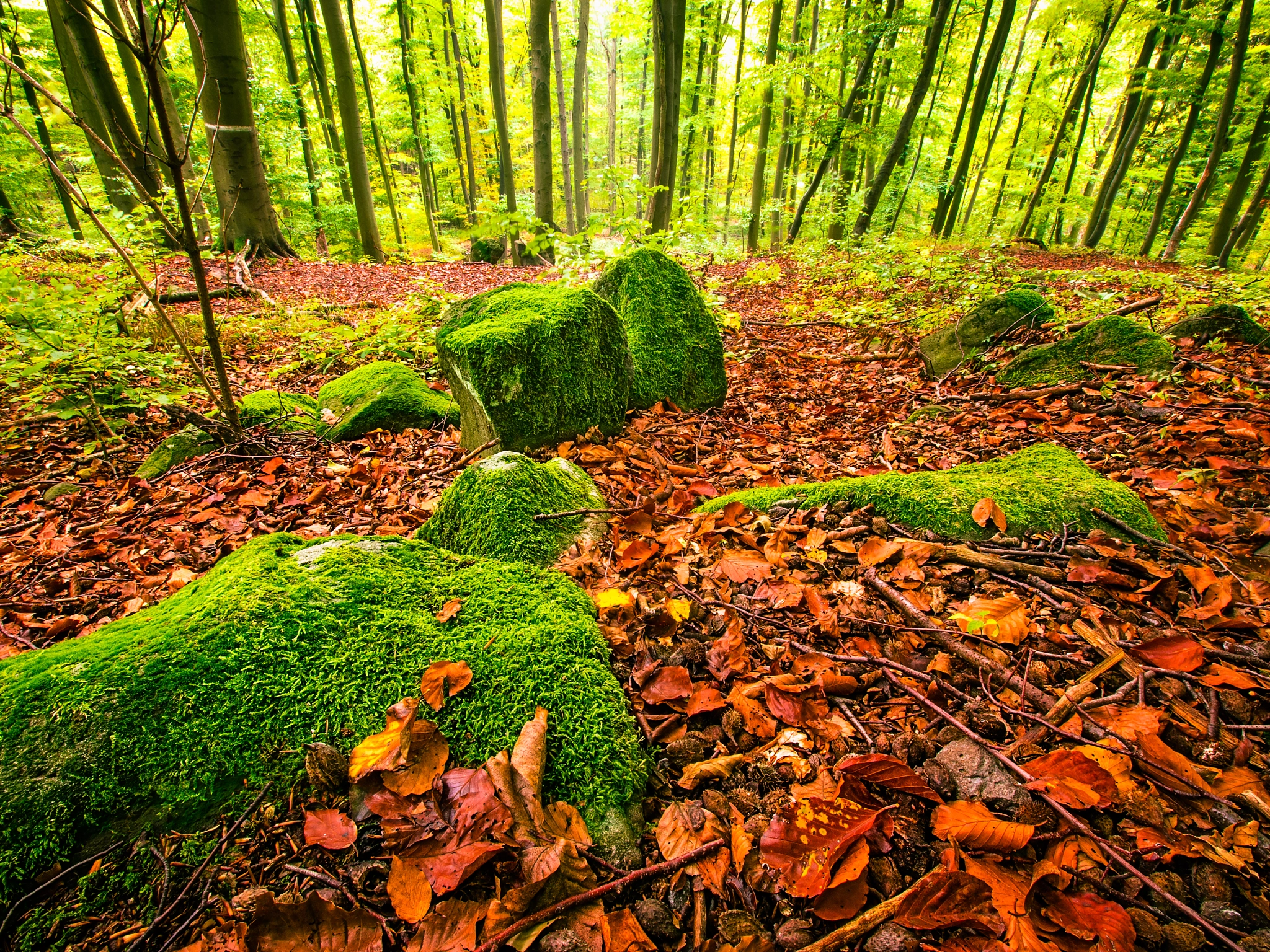 Olympus Zuiko Digital ED 9-18mm F4.0-5.6 sample photo. Autumn forest photography