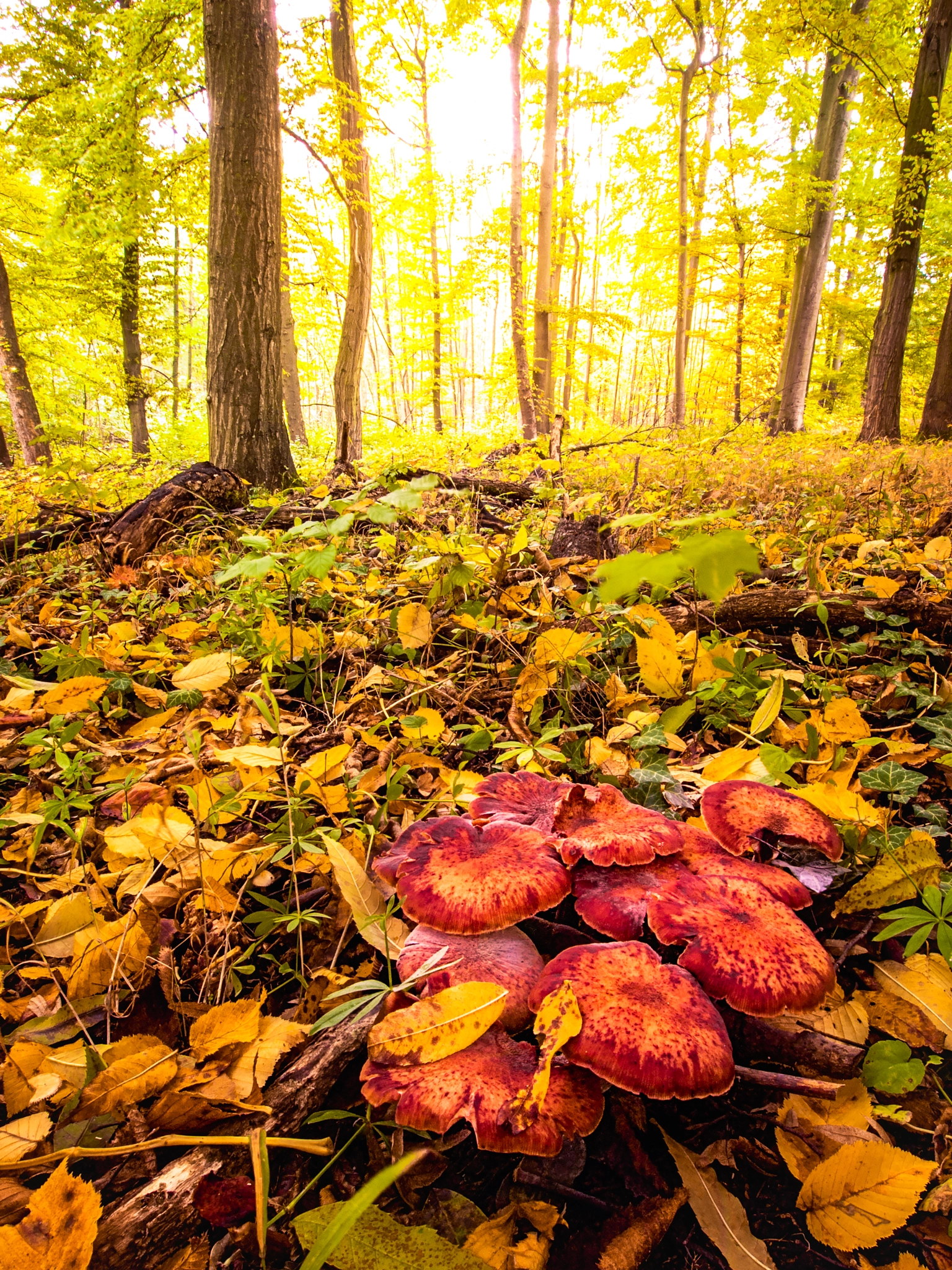 Olympus Zuiko Digital ED 9-18mm F4.0-5.6 sample photo. Autumn forest photography