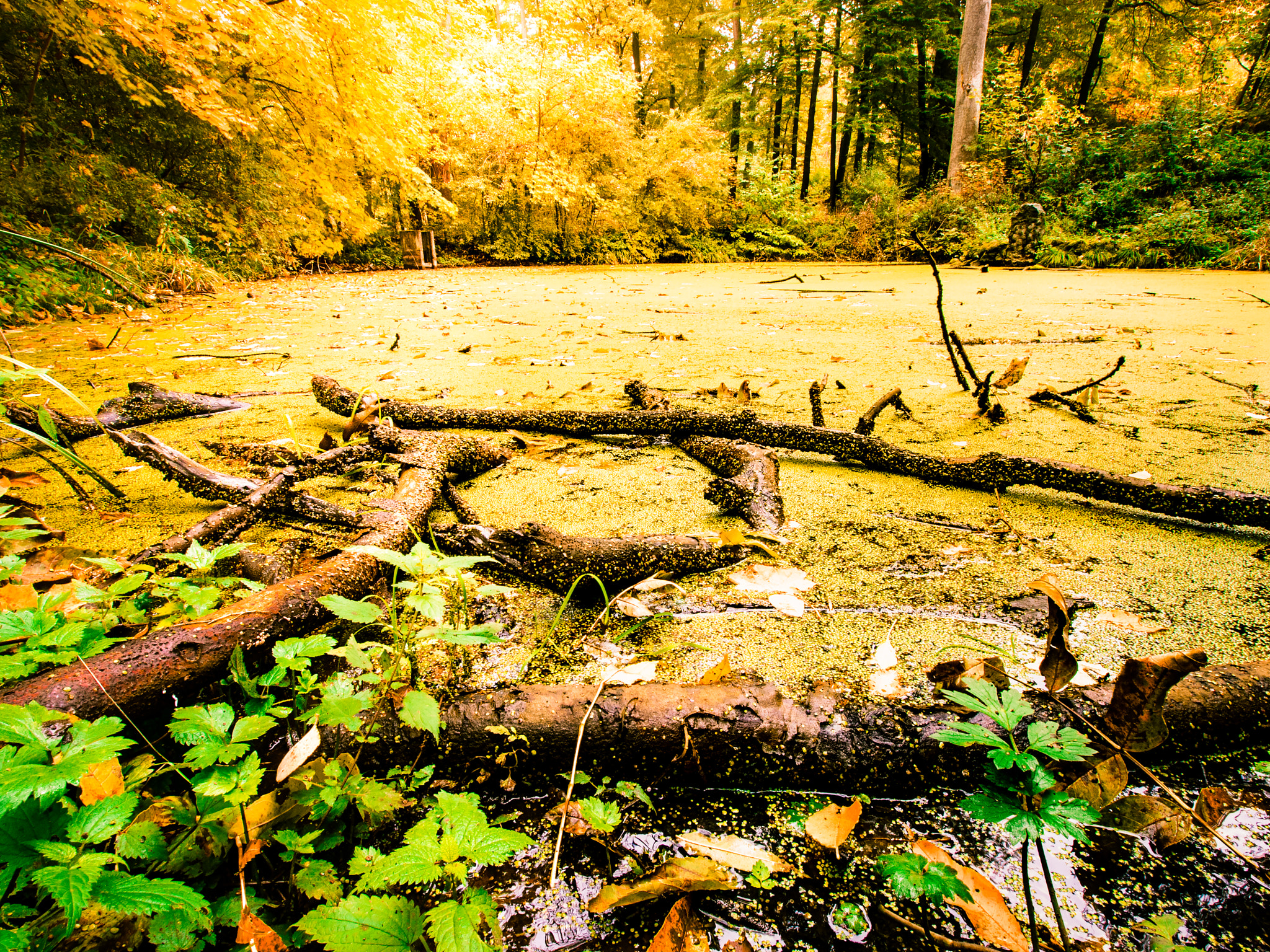 Olympus E-5 + Olympus Zuiko Digital ED 9-18mm F4.0-5.6 sample photo. Autumn forest photography