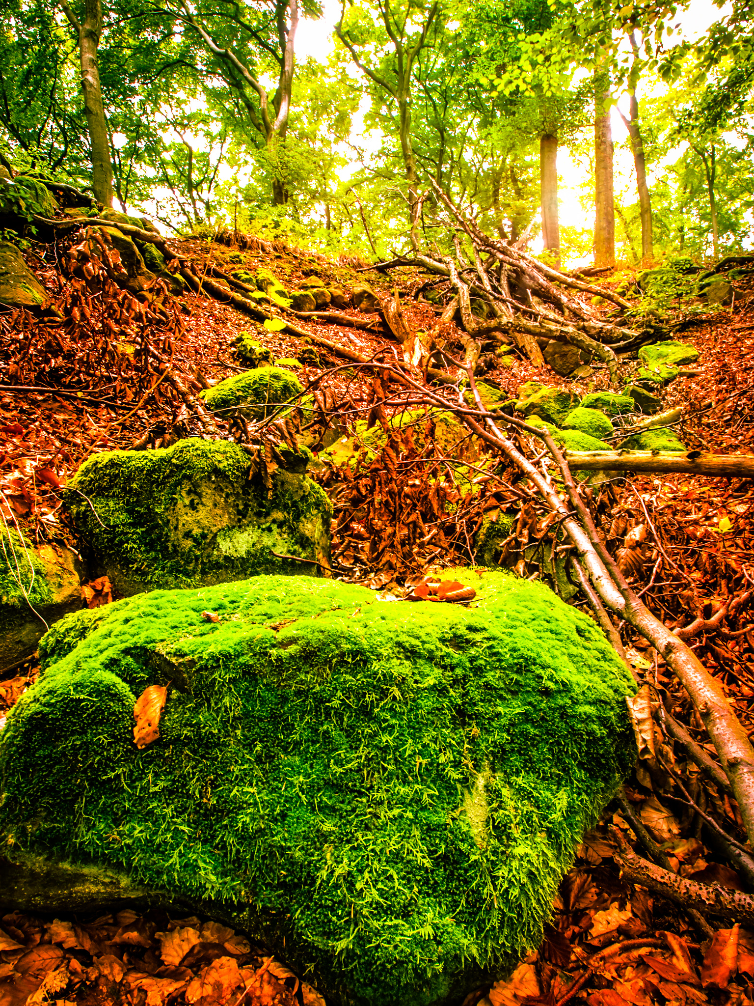 Olympus E-5 + Olympus Zuiko Digital ED 9-18mm F4.0-5.6 sample photo. Autumn forest photography