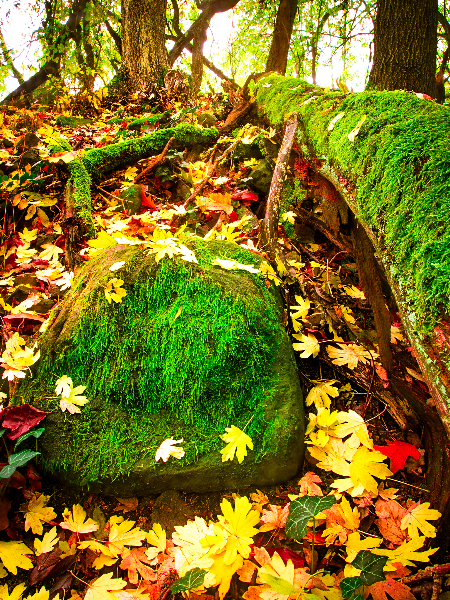 Olympus Zuiko Digital ED 9-18mm F4.0-5.6 sample photo. Autumn forest photography