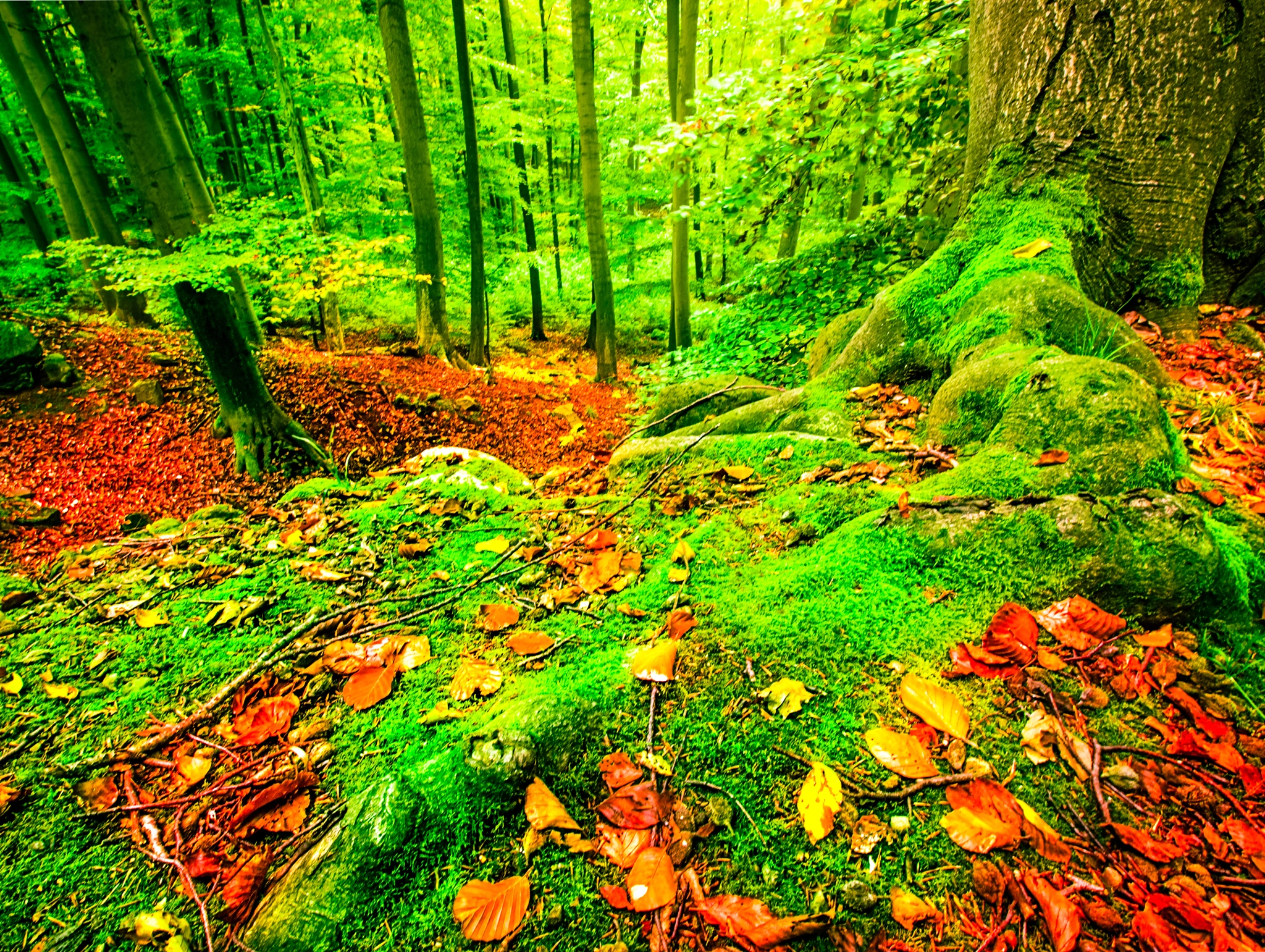 Olympus Zuiko Digital ED 9-18mm F4.0-5.6 sample photo. Autumn forest photography