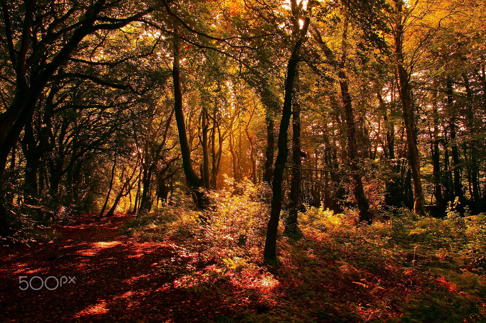 Canon 17-70mm sample photo. Blackdown hill wellington somerset. photography