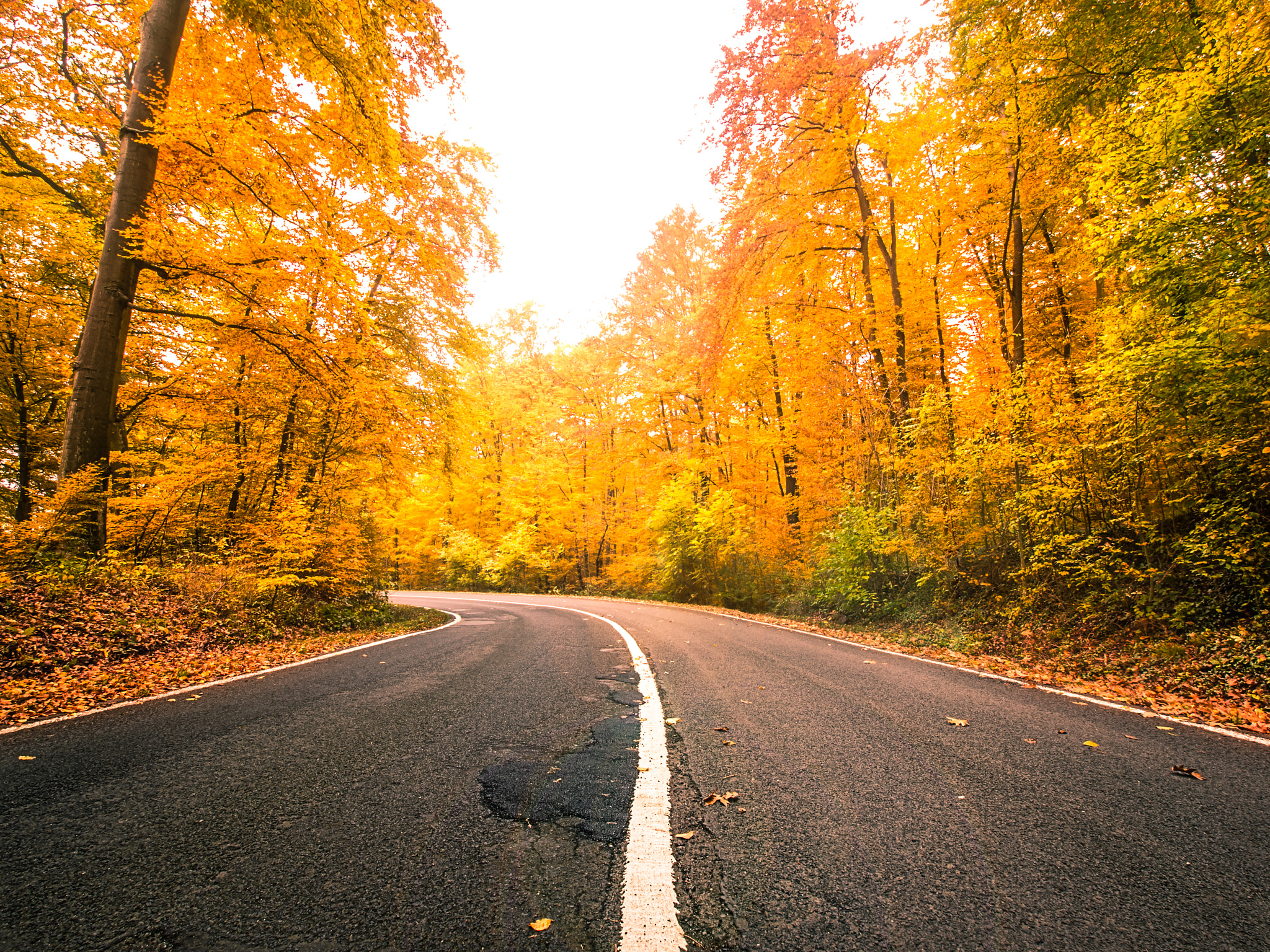 Olympus E-5 sample photo. Autumn forest photography