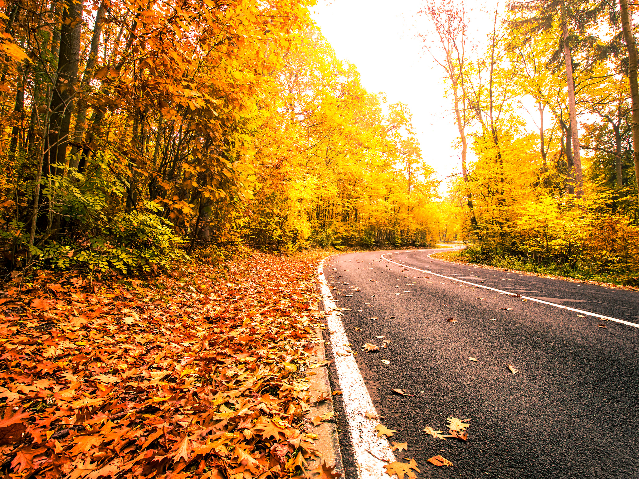 Olympus E-5 sample photo. Autumn forest photography