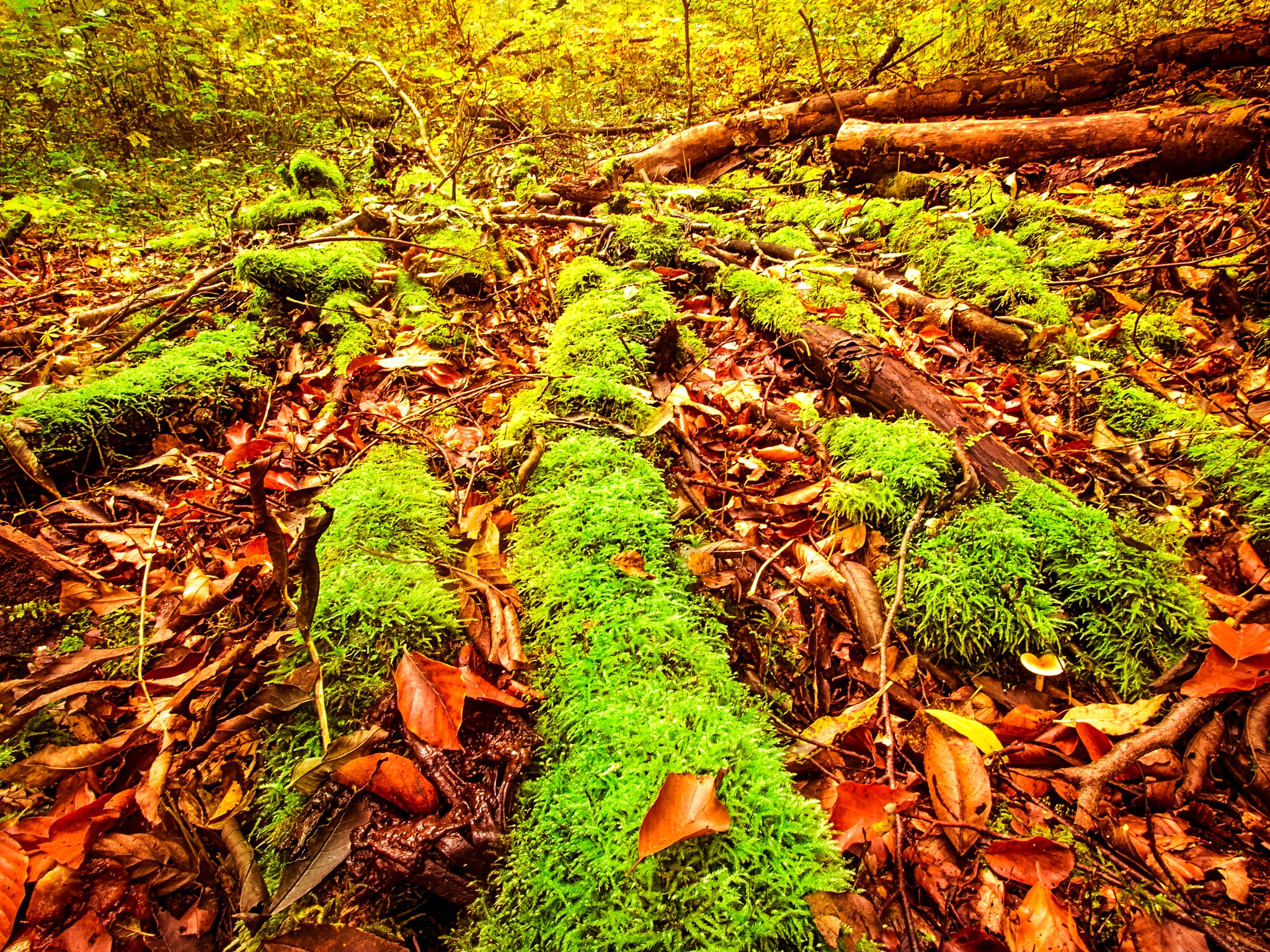 Olympus Zuiko Digital ED 9-18mm F4.0-5.6 sample photo. Autumn forest photography