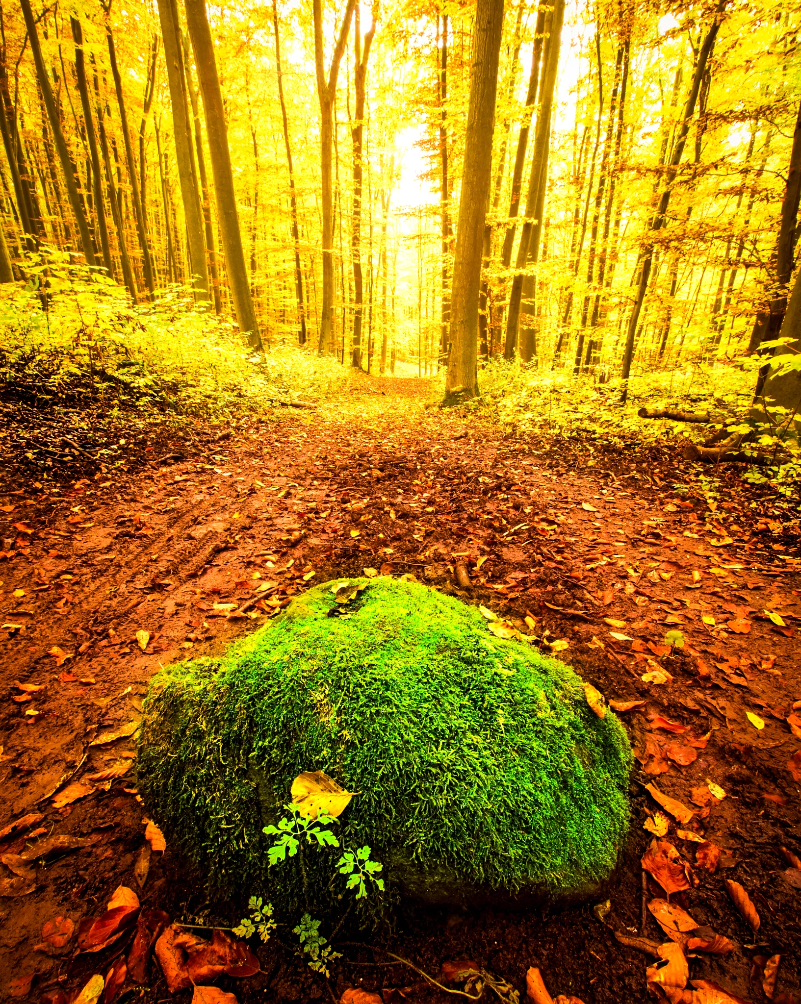 Olympus E-5 + Olympus Zuiko Digital ED 9-18mm F4.0-5.6 sample photo. Autumn forest photography