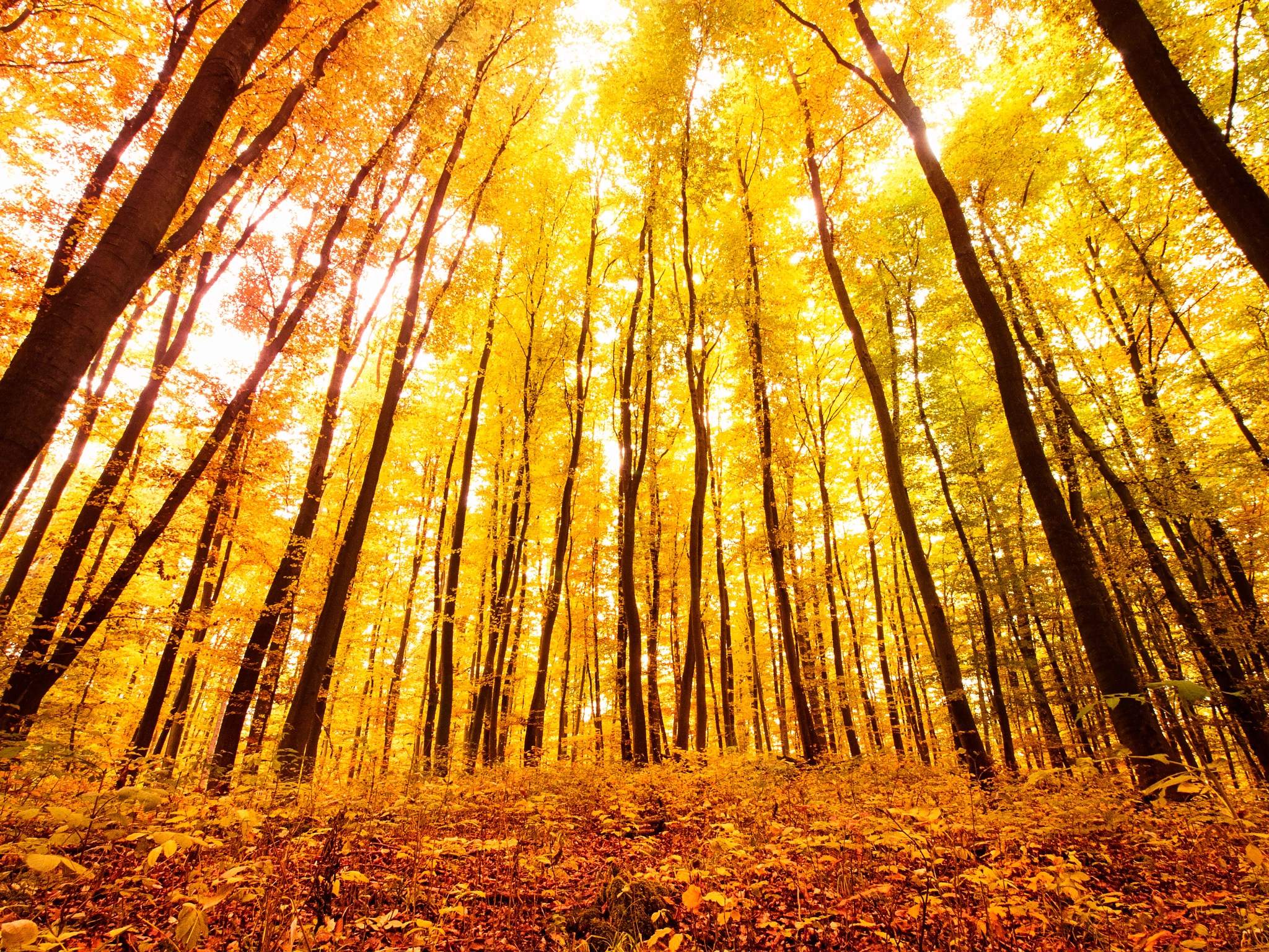 Olympus E-5 + Olympus Zuiko Digital ED 9-18mm F4.0-5.6 sample photo. Autumn forest photography