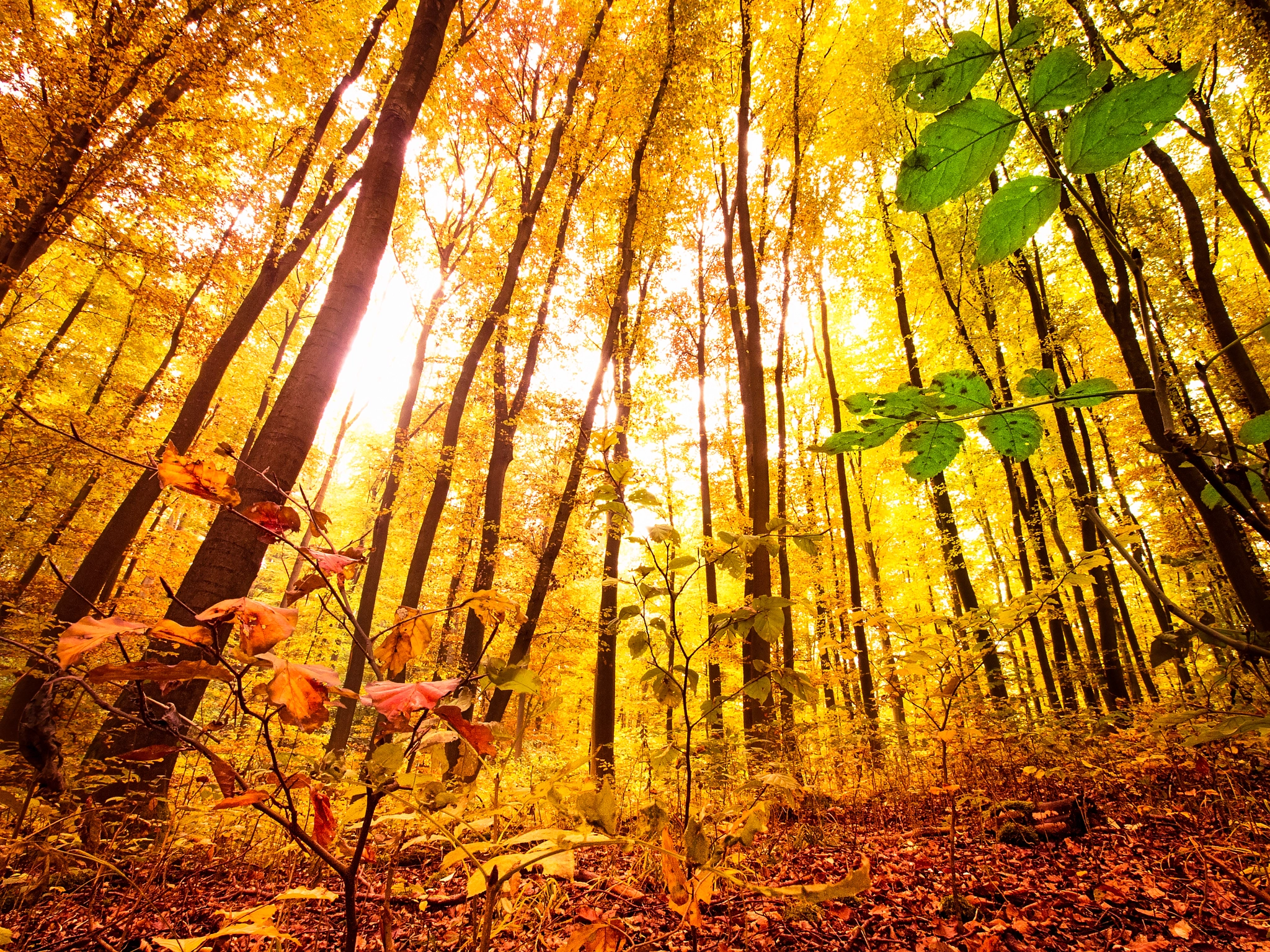 Olympus Zuiko Digital ED 9-18mm F4.0-5.6 sample photo. Autumn forest photography