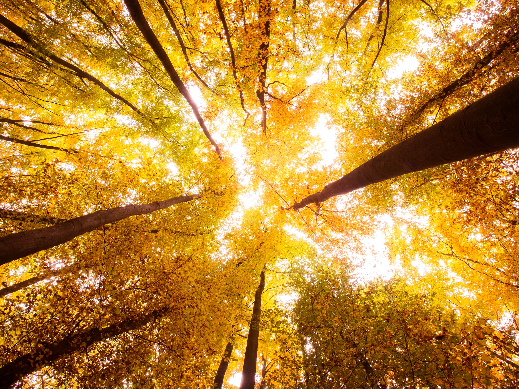 Olympus Zuiko Digital ED 9-18mm F4.0-5.6 sample photo. Autumn forest photography