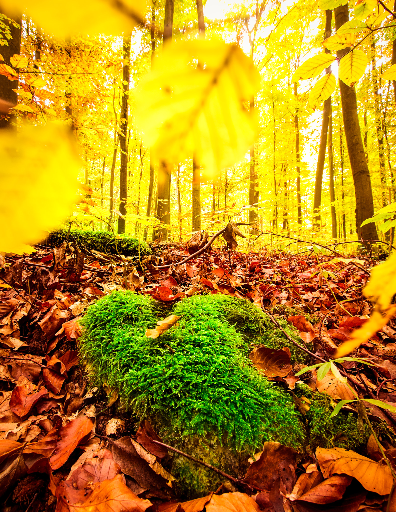 Olympus Zuiko Digital ED 9-18mm F4.0-5.6 sample photo. Autumn forest photography