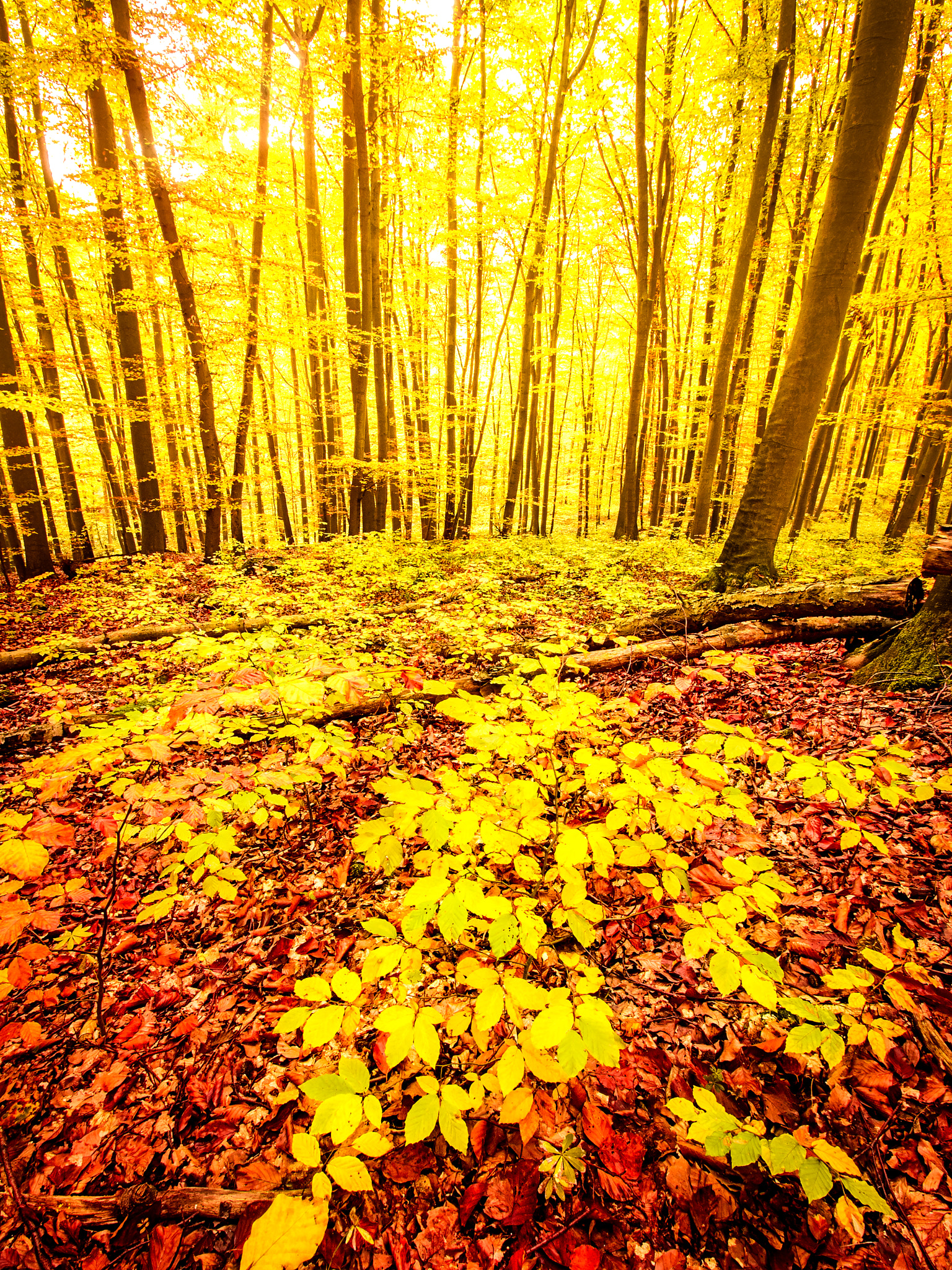 Olympus Zuiko Digital ED 9-18mm F4.0-5.6 sample photo. Autumn forest photography