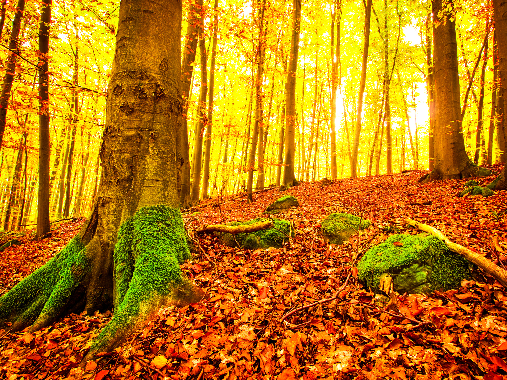 Olympus E-5 + Olympus Zuiko Digital ED 9-18mm F4.0-5.6 sample photo. Autumn forest photography