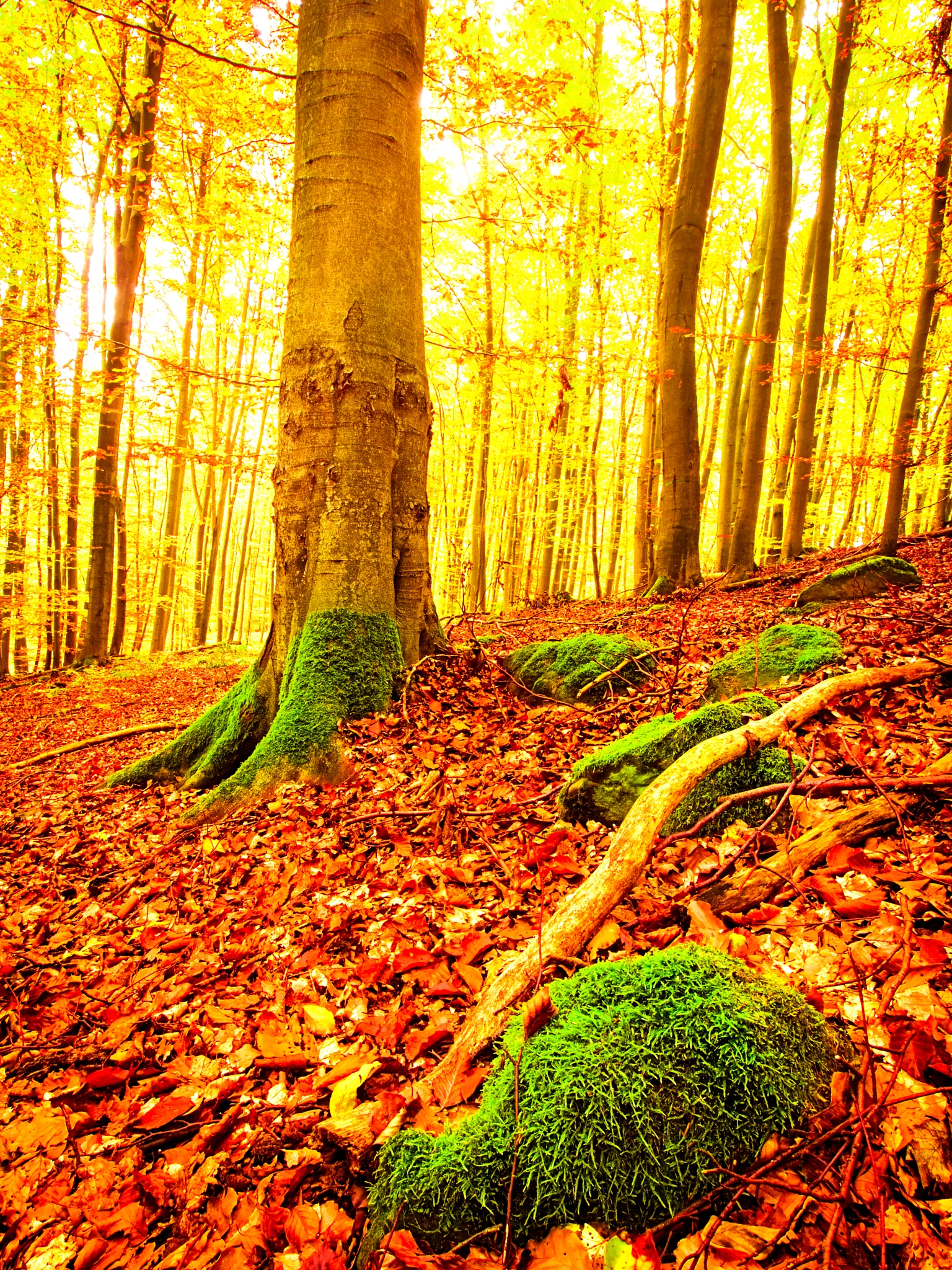 Olympus Zuiko Digital ED 9-18mm F4.0-5.6 sample photo. Autumn forest photography