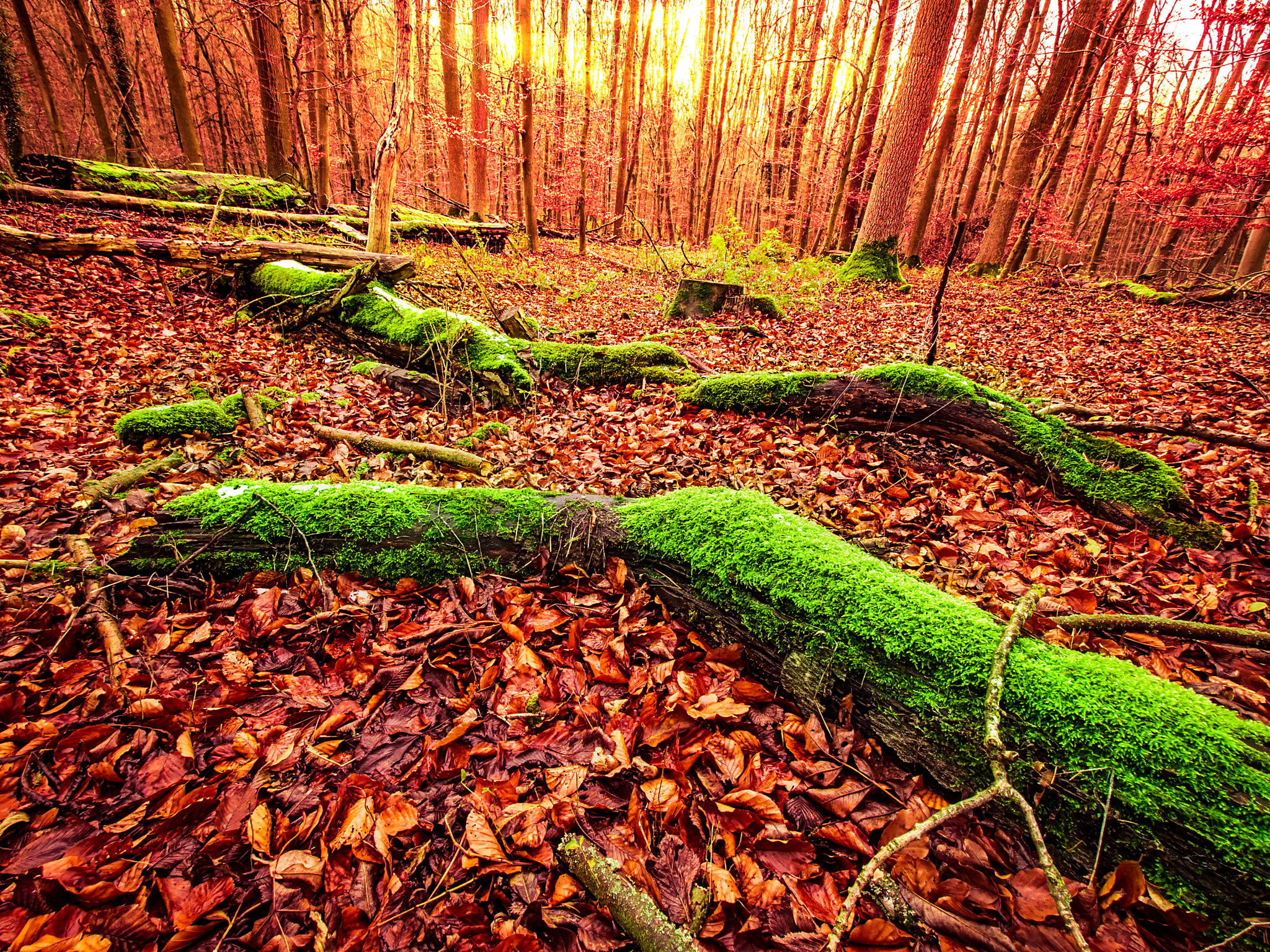 Olympus Zuiko Digital ED 9-18mm F4.0-5.6 sample photo. Autumn forest photography