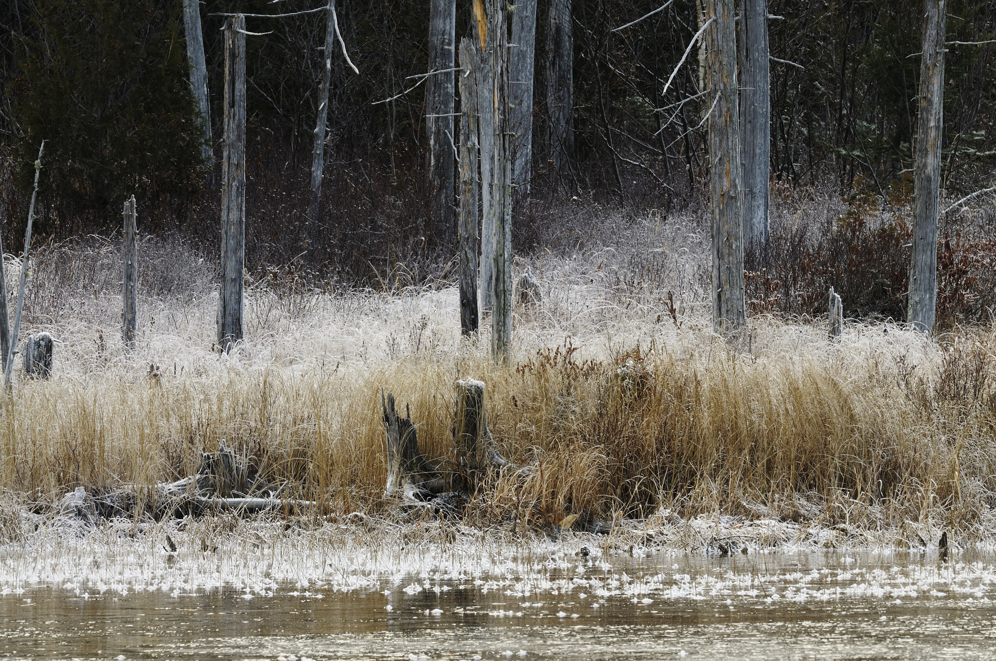 Nikon D300S + Nikon AF-S Nikkor 500mm F4G ED VR sample photo. Givre de novembre frosty morning photography