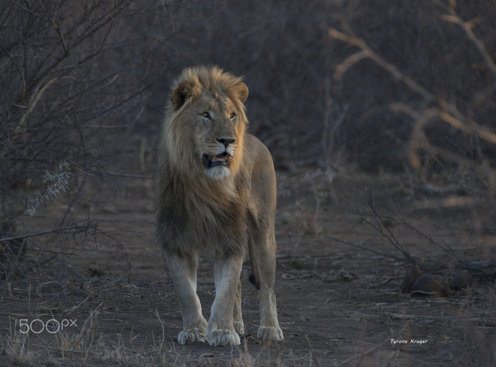 Sigma APO 170-500mm F5-6.3 Aspherical RF sample photo. From the shadows photography