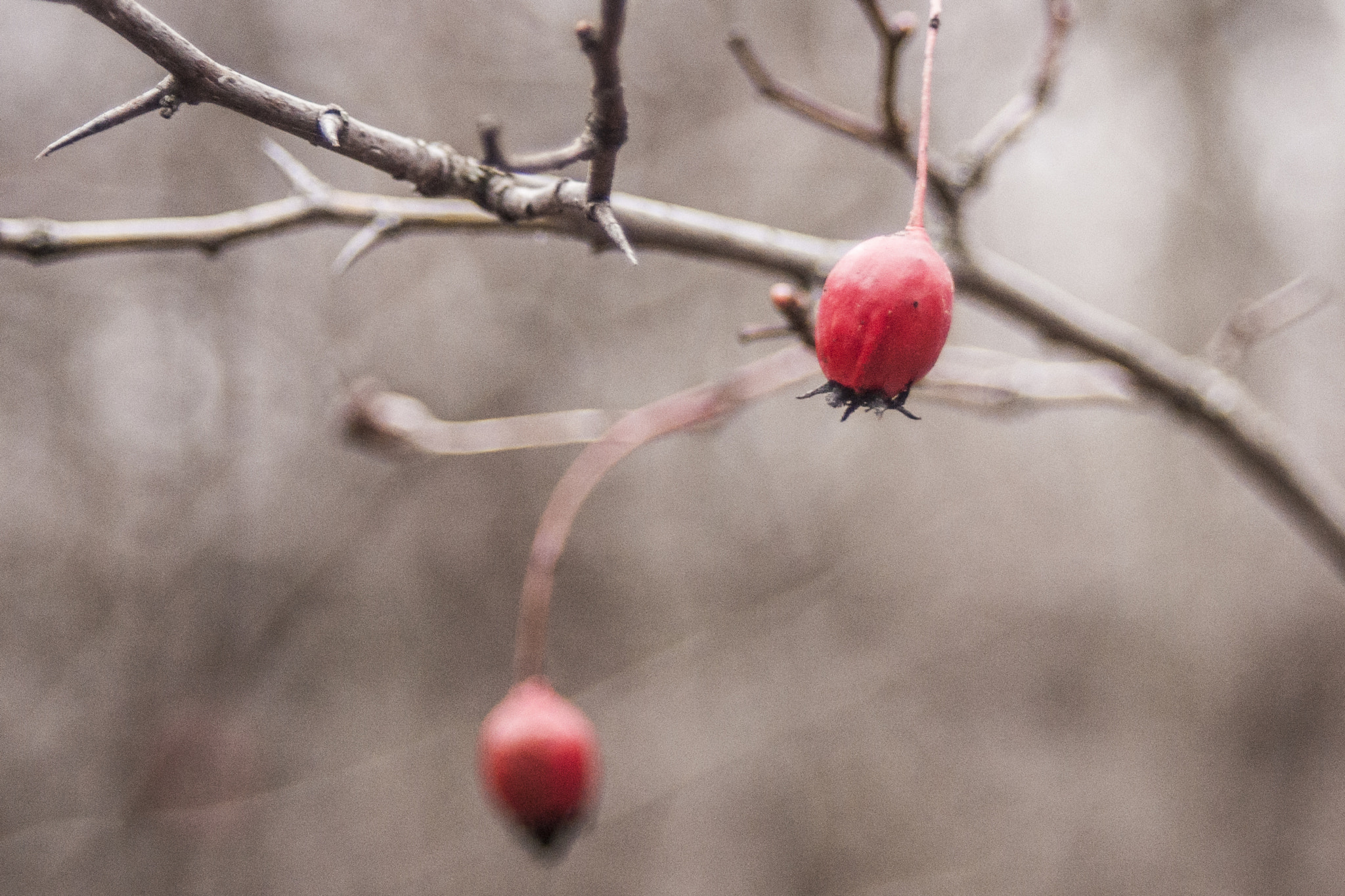 Minolta AF 28-80mm F3.5-5.6 II sample photo. Wintered photography
