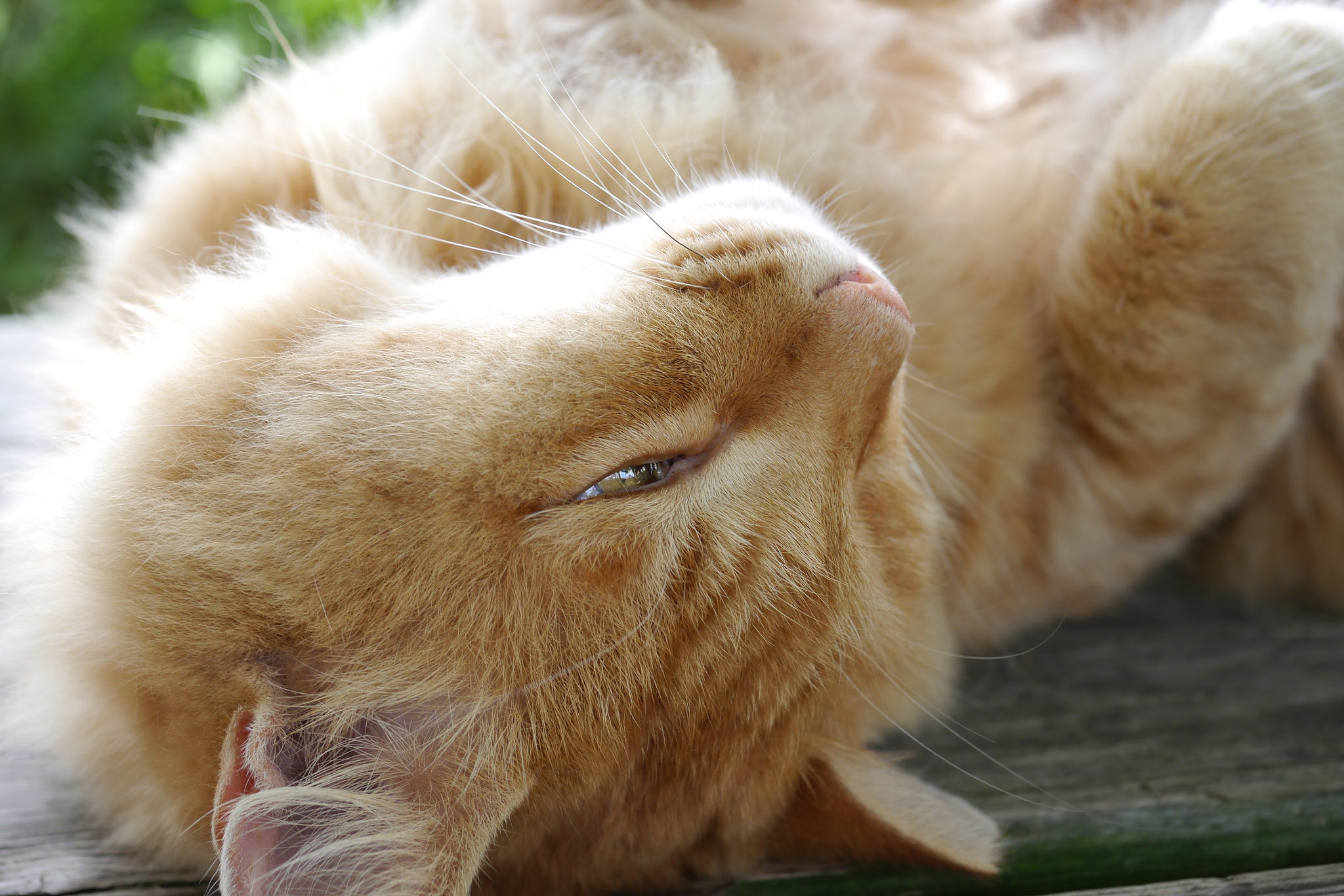 Panasonic Lumix G Macro 30mm F2.8 ASPH Mega OIS sample photo