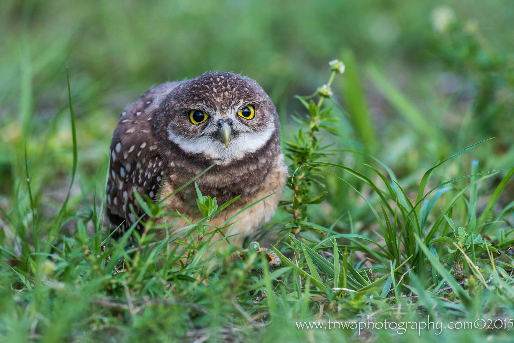 Nikon AF-S Nikkor 300mm F2.8G ED-IF VR sample photo. Beautiful eyes photography