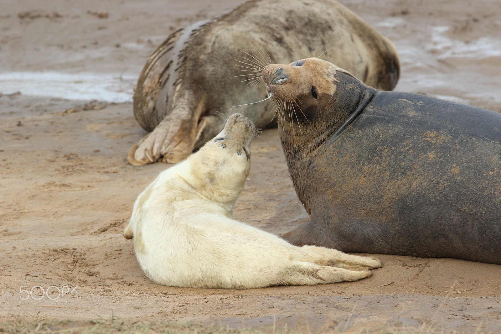 Canon EOS 600D (Rebel EOS T3i / EOS Kiss X5) + Canon EF 70-300mm F4-5.6L IS USM sample photo. Seal pup and mum photography